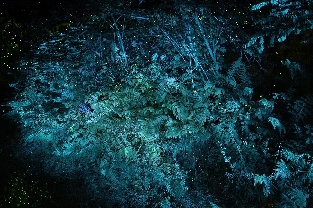 SEMENIAKO_LUCIOLES_001