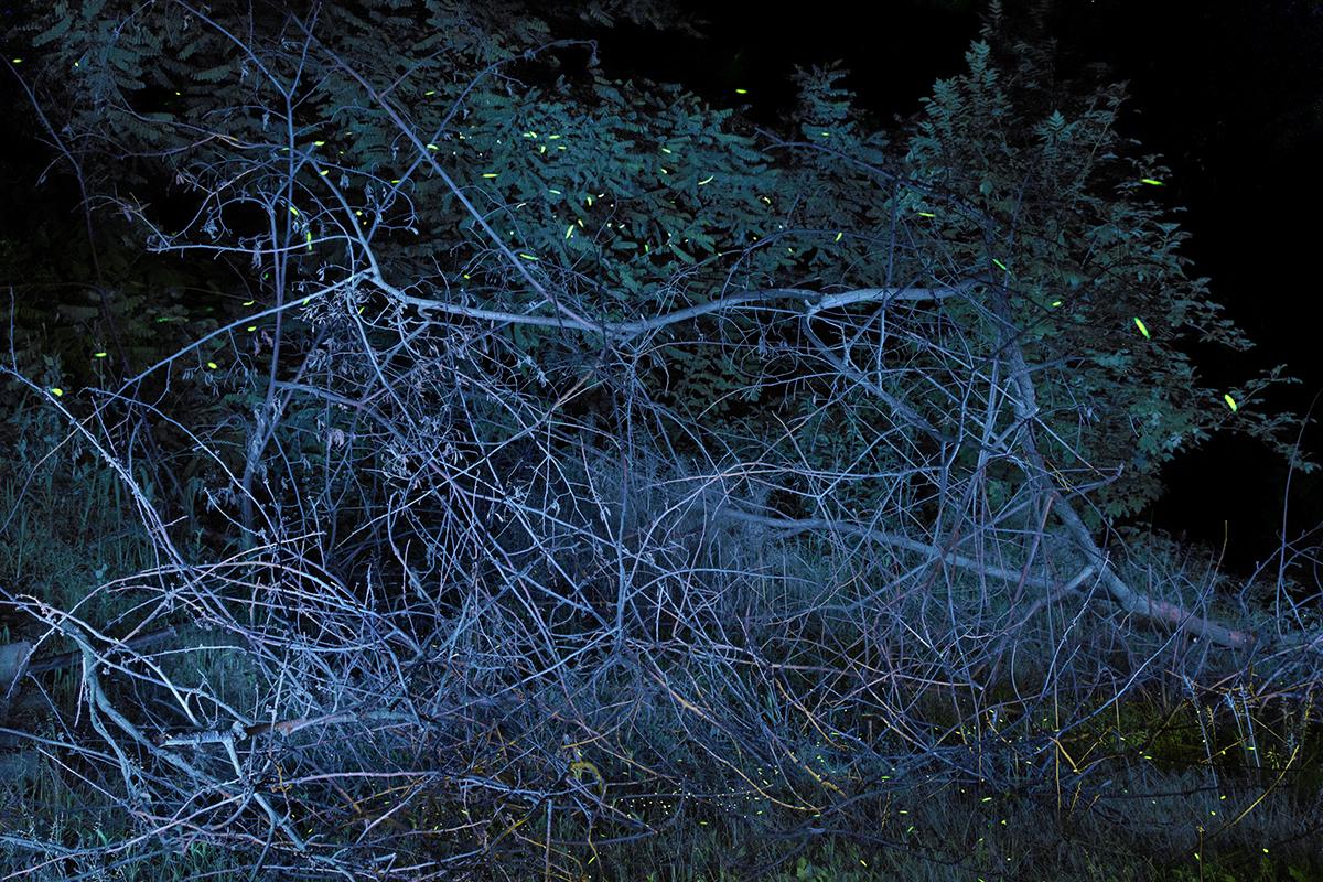 SEMENIAKO_LUCIOLES_002