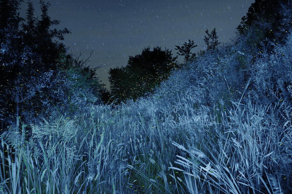 SEMENIAKO_LUCIOLES_003