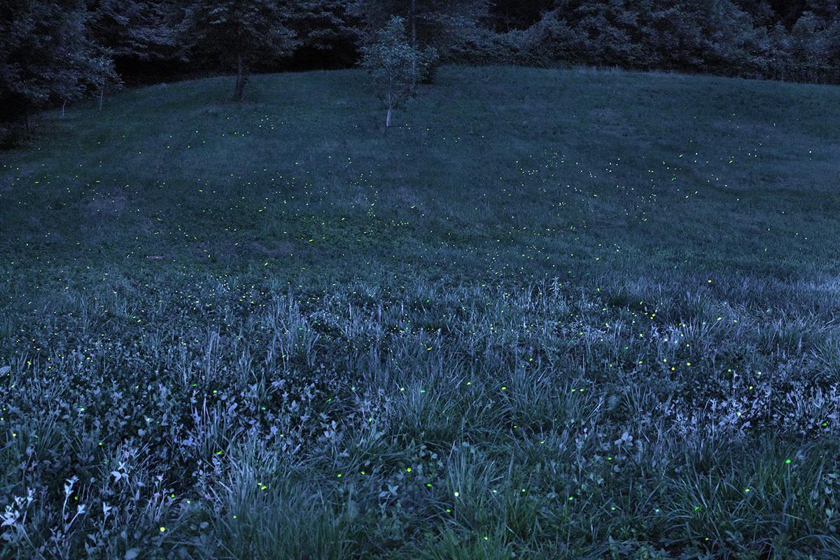 SEMENIAKO_LUCIOLES_004