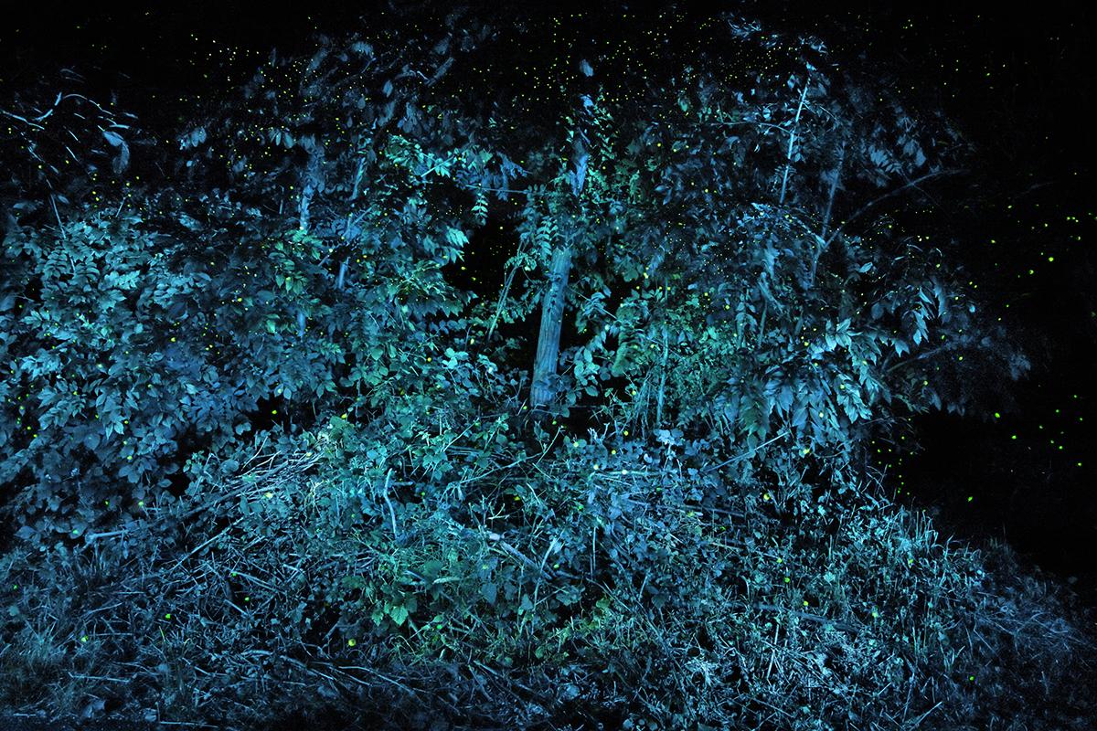 SEMENIAKO_LUCIOLES_006