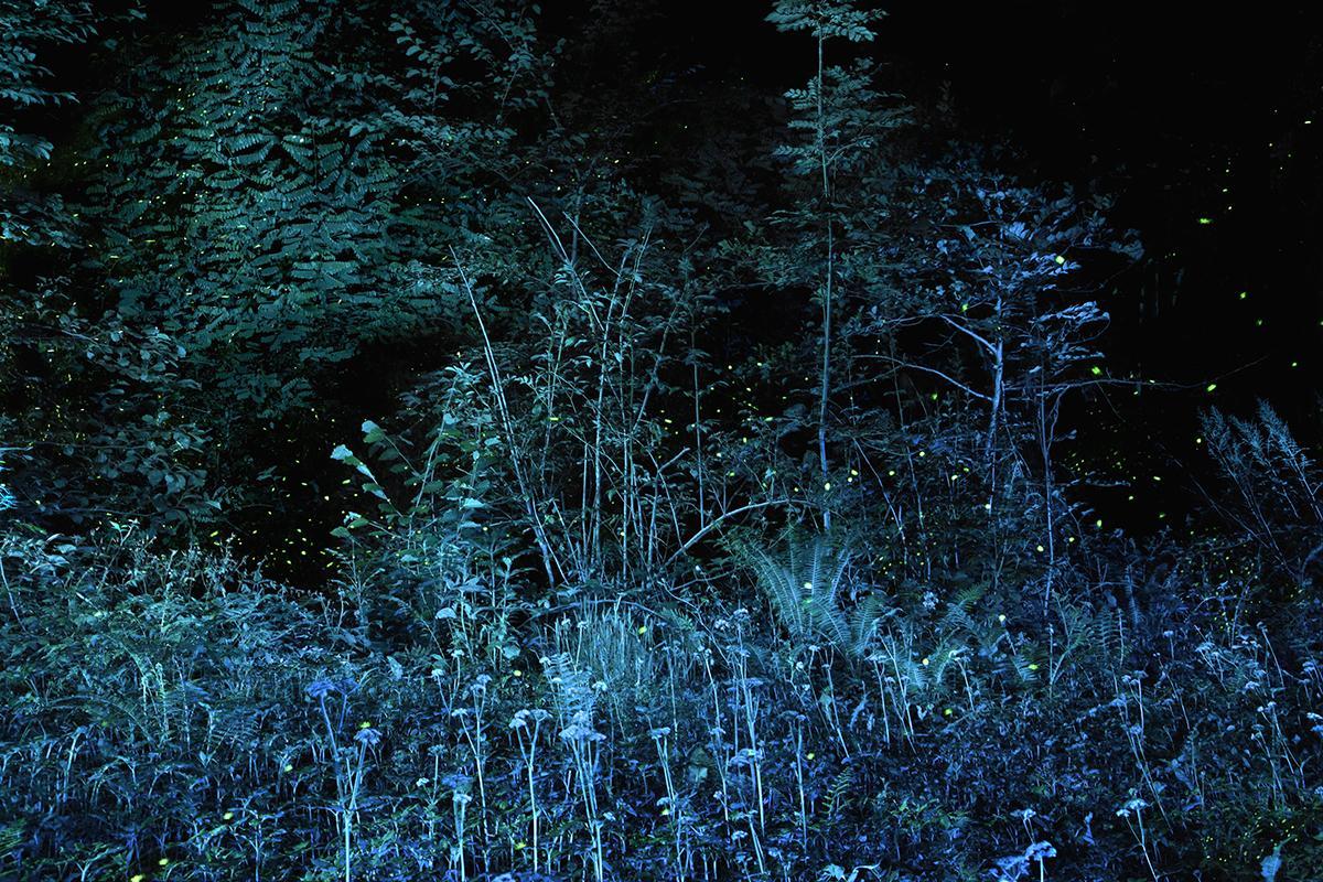 SEMENIAKO_LUCIOLES_010