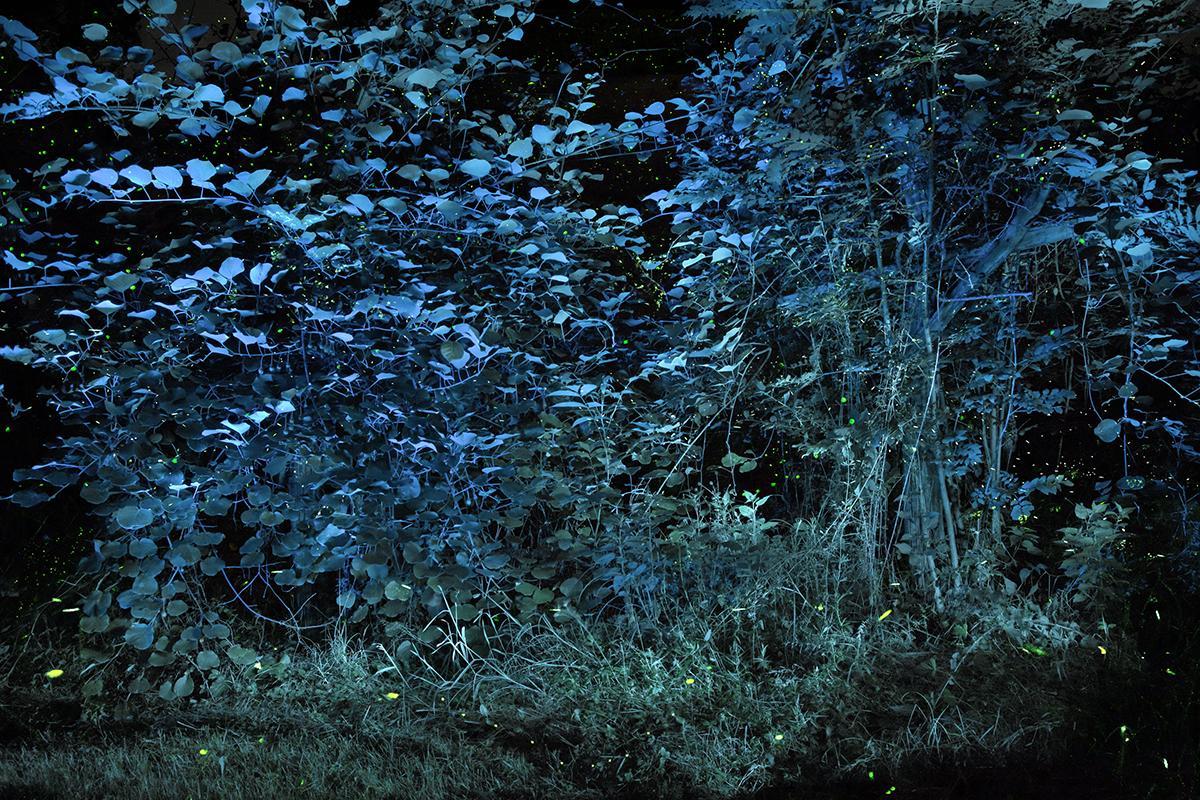 SEMENIAKO_LUCIOLES_012