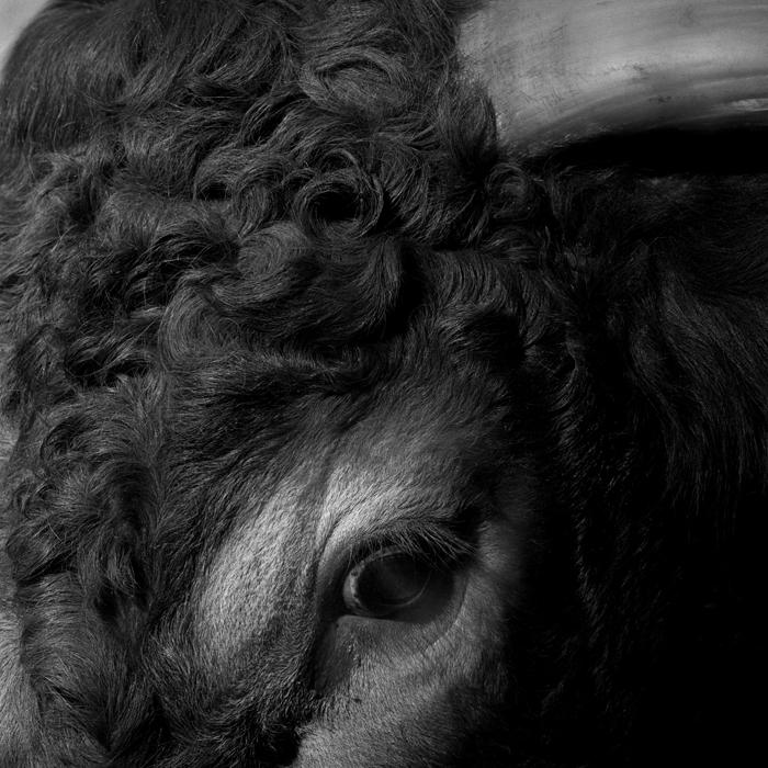 Drôles de zèbres Xavier Lambours