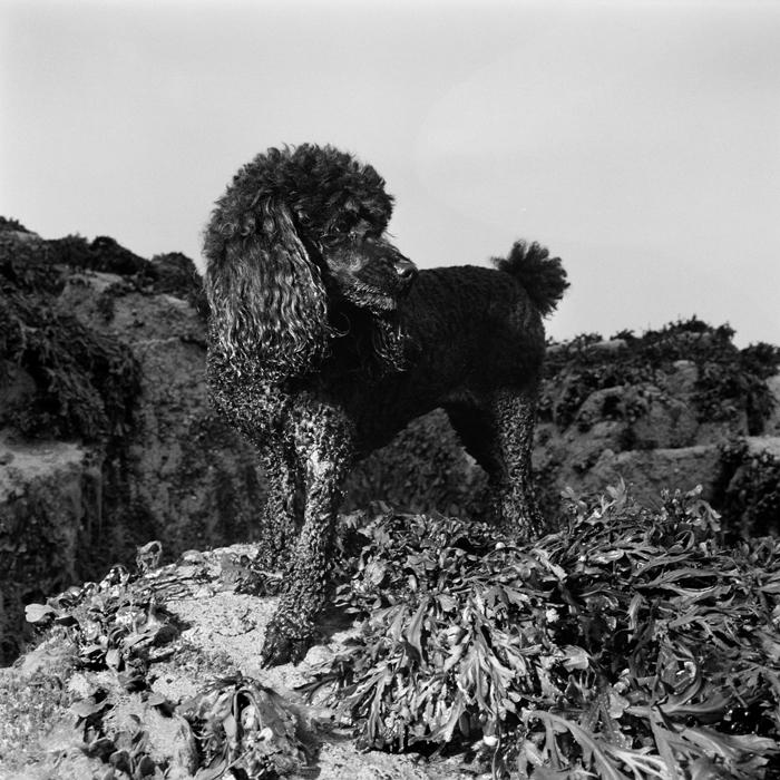 Drôles de zèbres Xavier Lambours