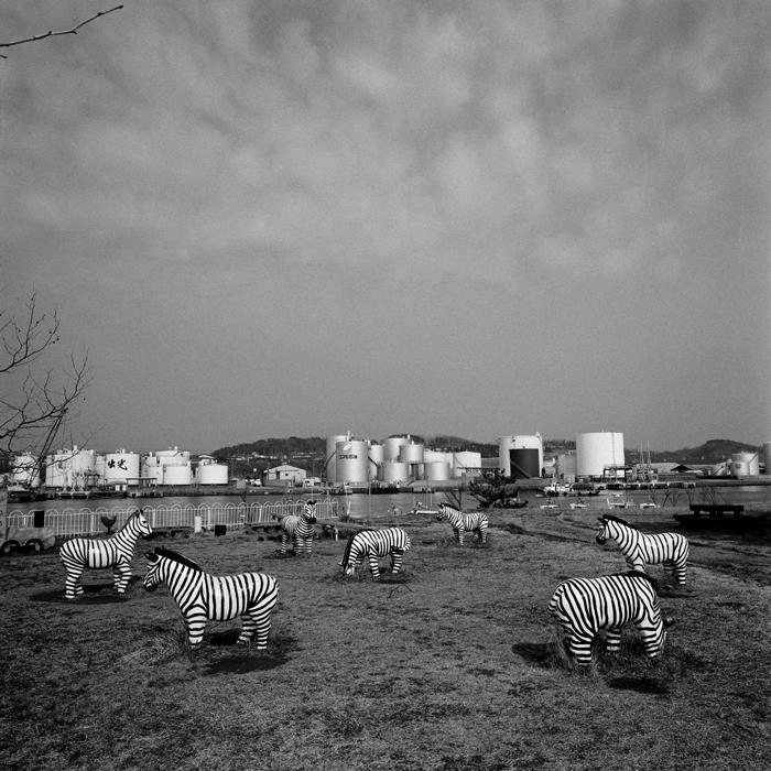 Drôles de zèbres Xavier Lambours