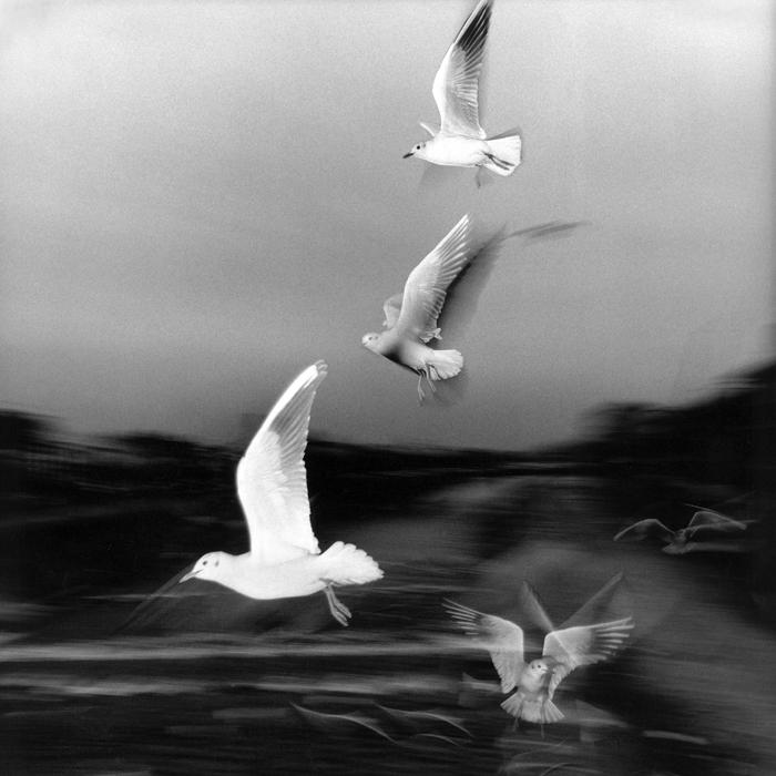 Drôles de zèbres Xavier Lambours