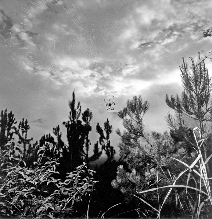 Drôles de zèbres Xavier Lambours