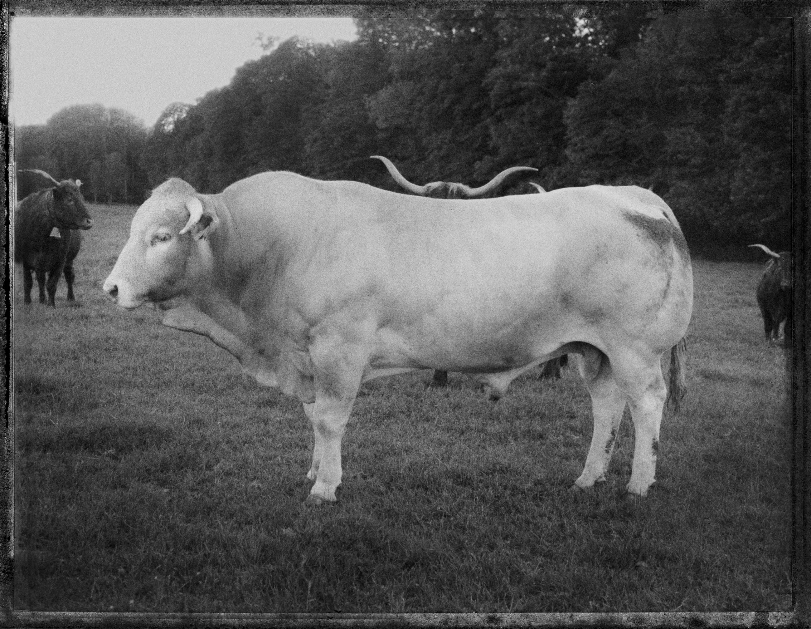 A vol d'oiseau Sophie Brändström