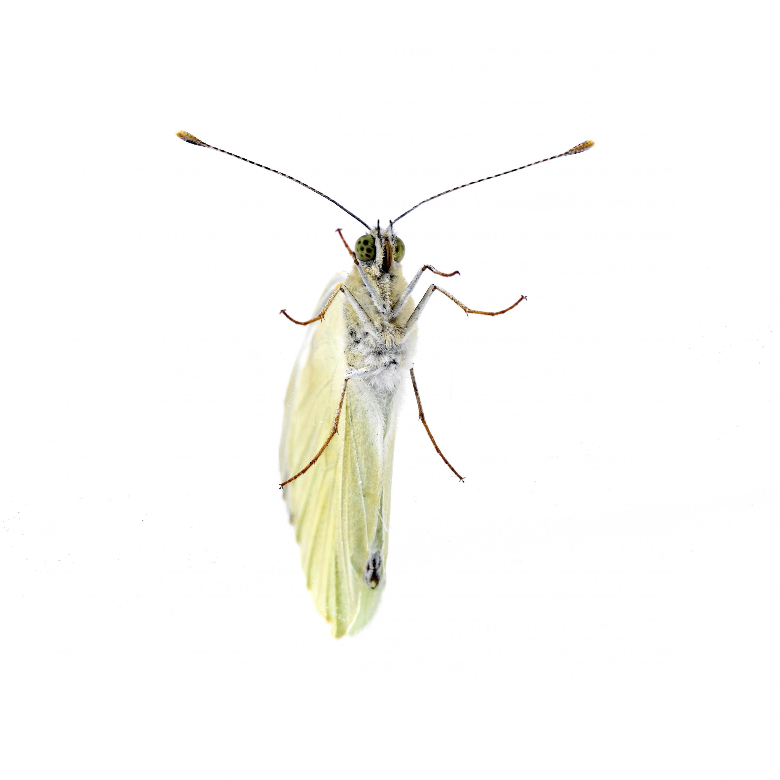 Prélude Laurent Monlaü