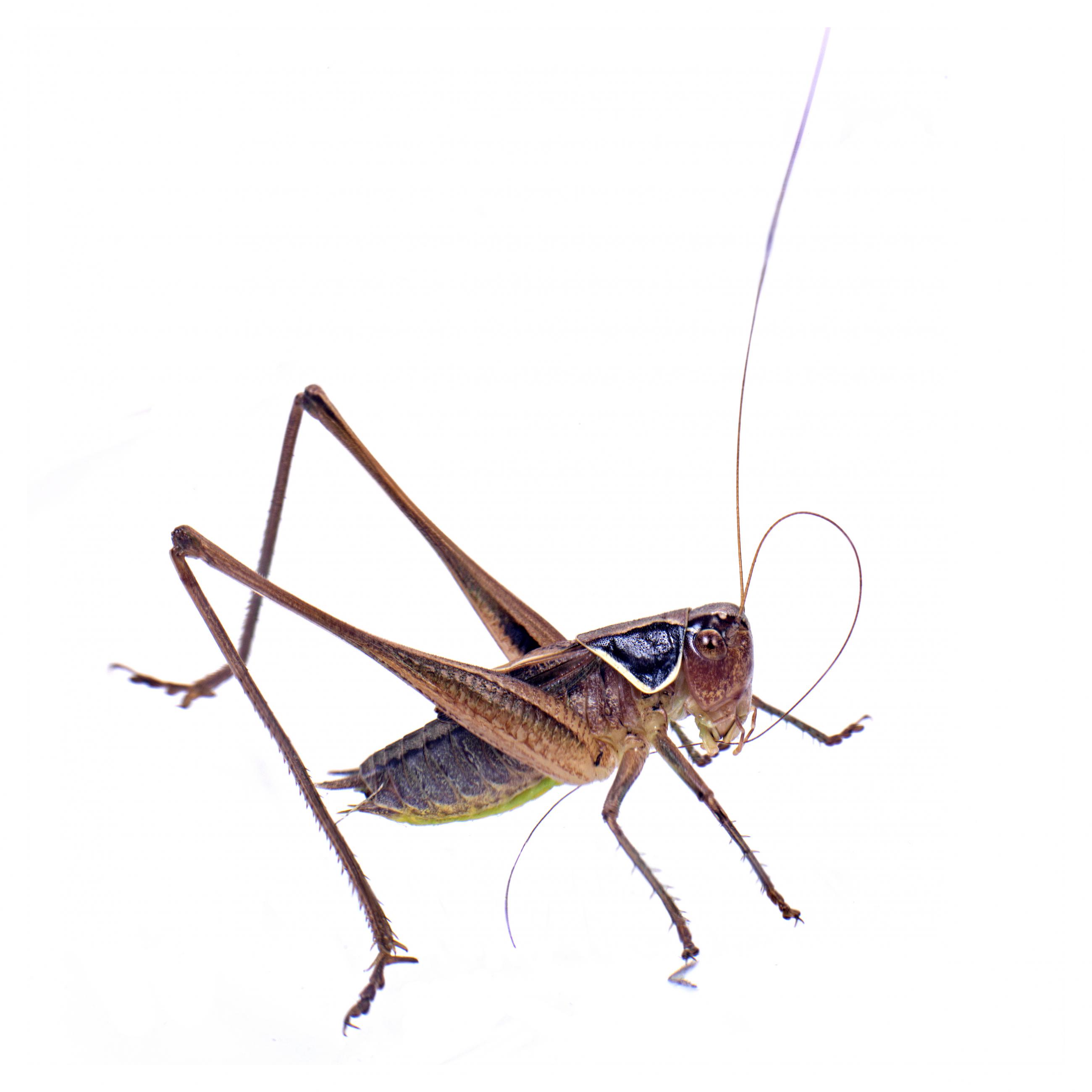 Prélude Laurent Monlaü