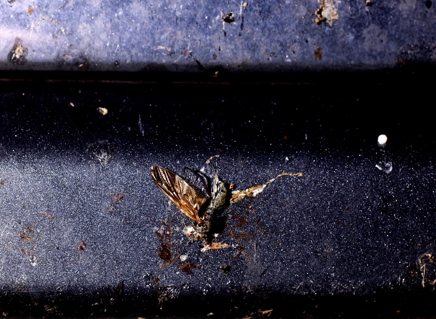 L'accident Laurent Monlaü