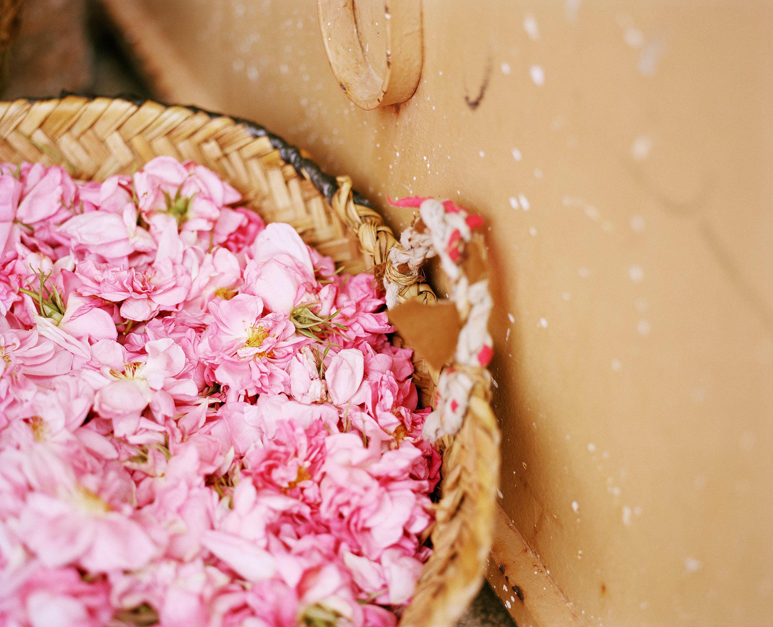 Tout n'est pas si rose Mélanie Bahuon