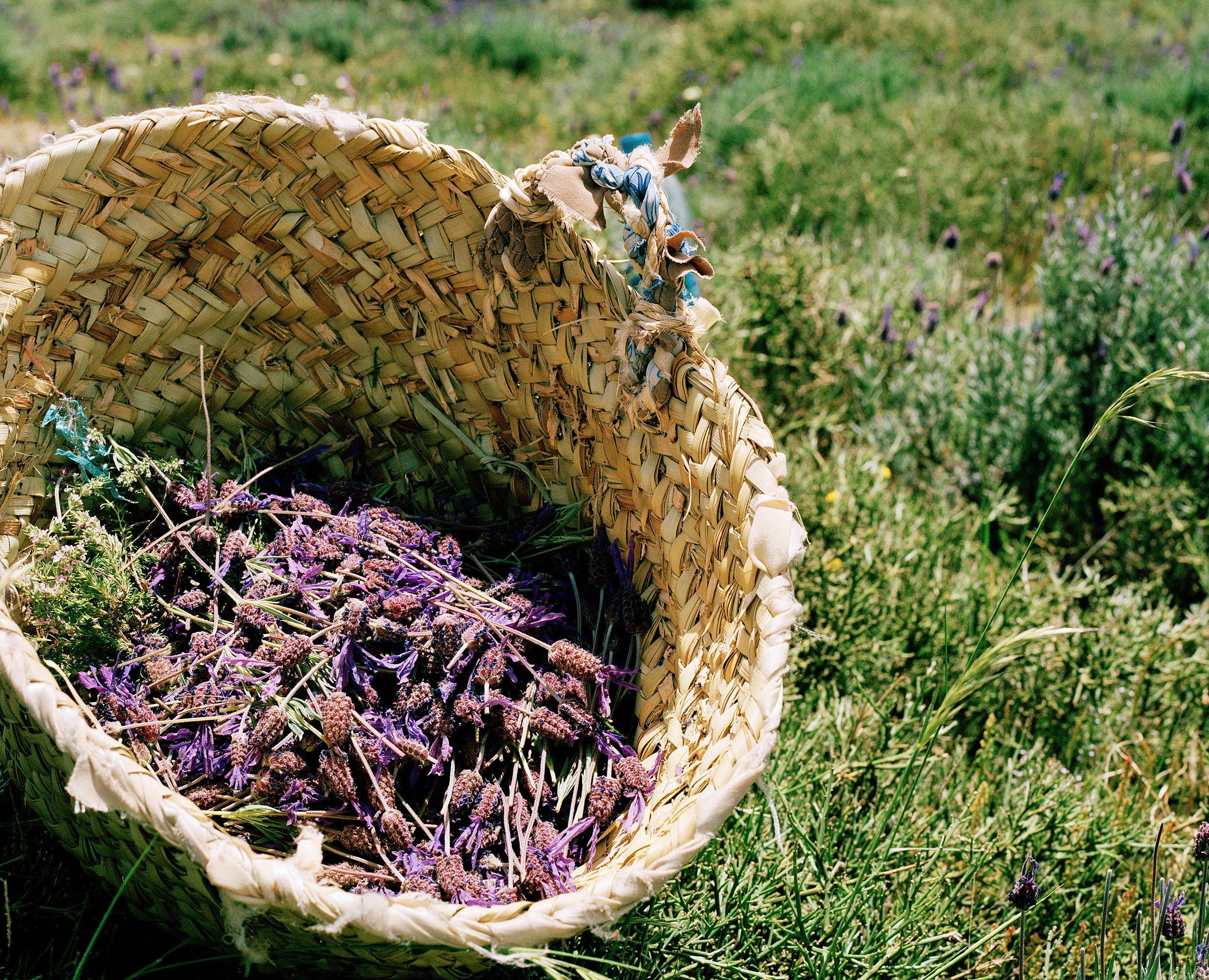 Tout n'est pas si rose Mélanie Bahuon