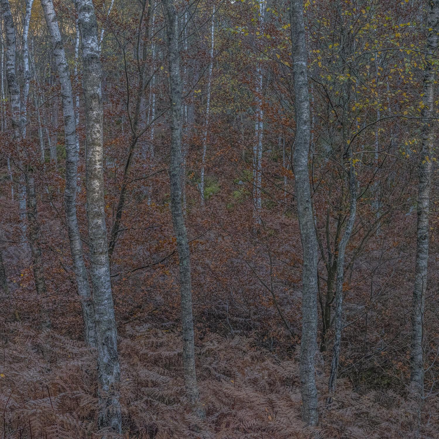 Promontoires du silence Didier Goupy