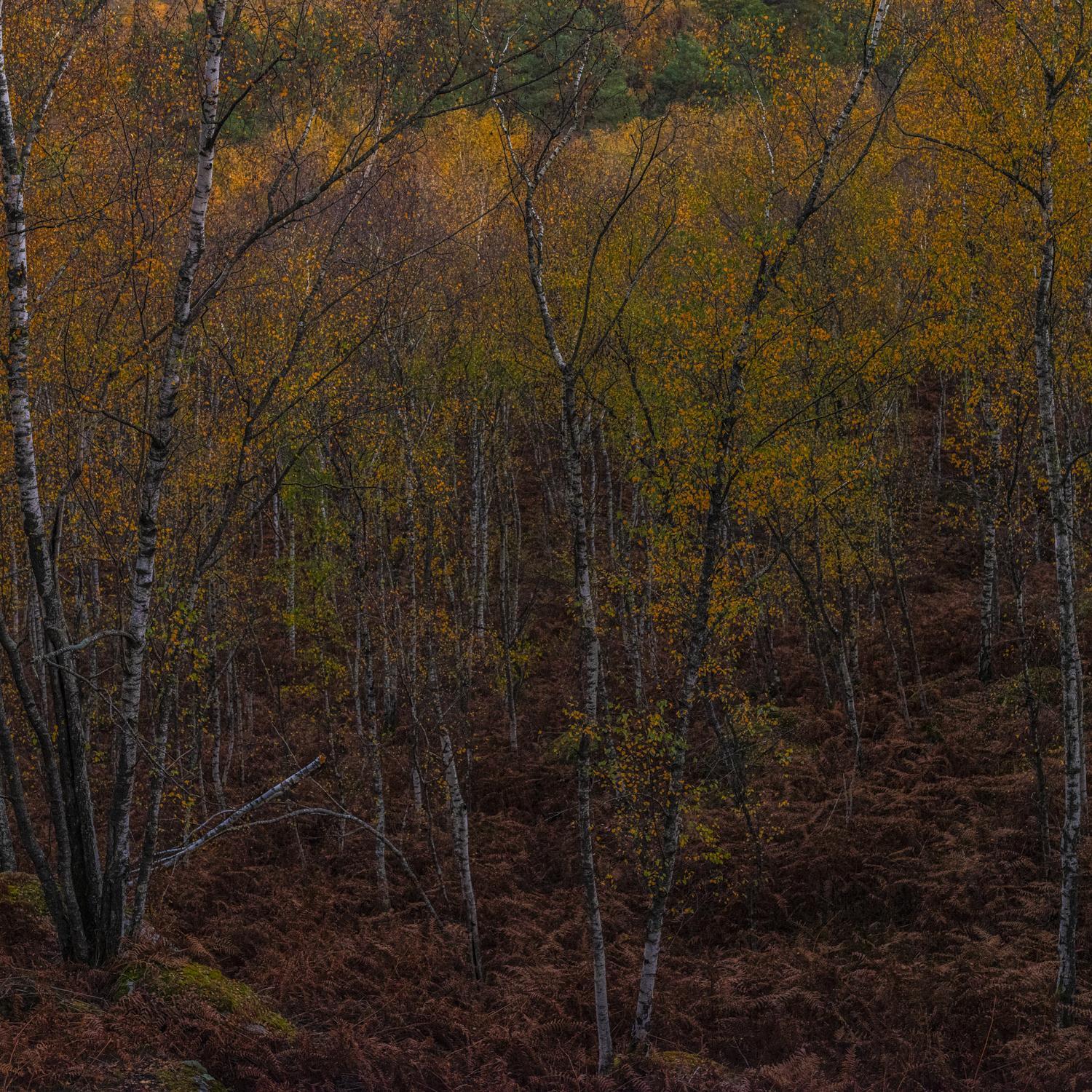 Promontoires du silence Didier Goupy