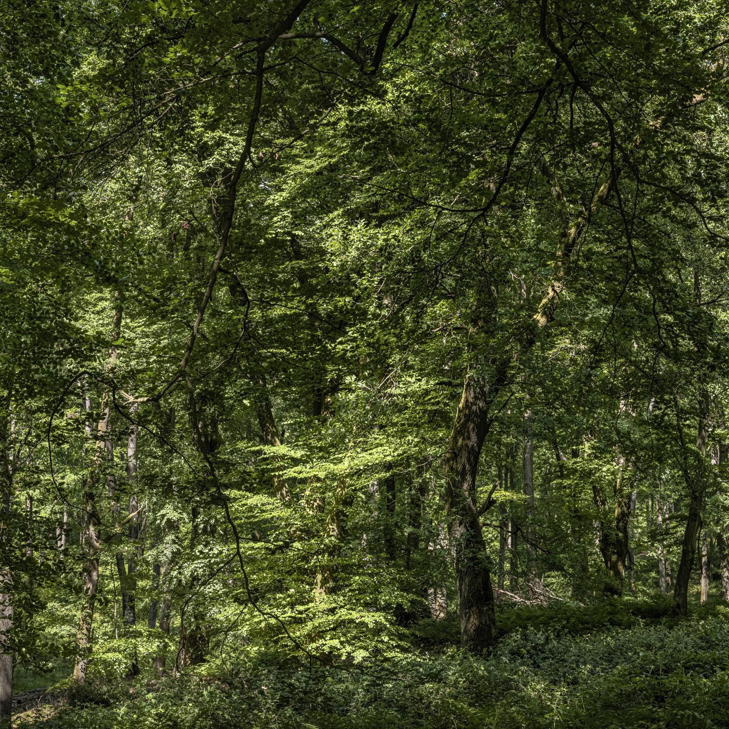 Promontoires du silence Didier Goupy