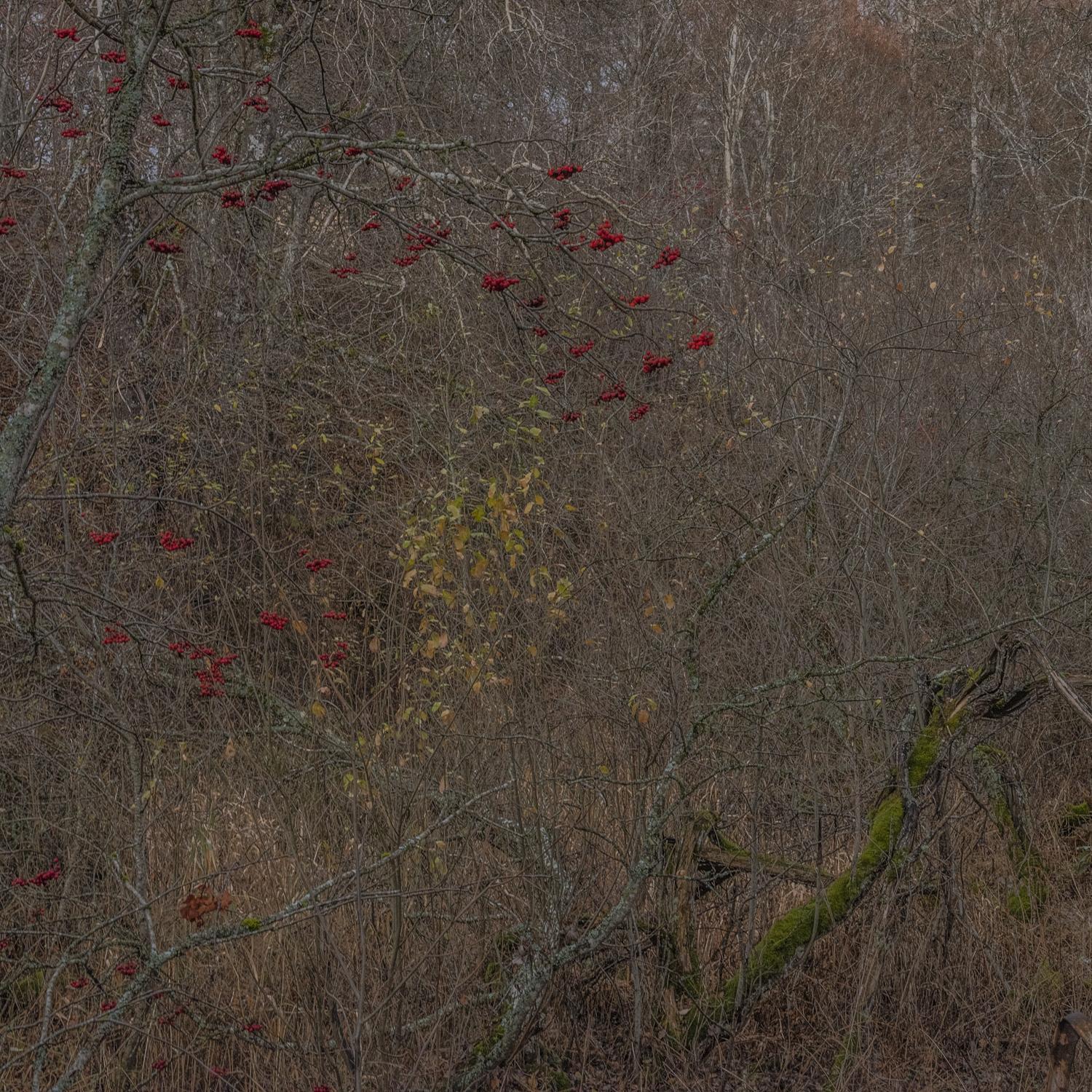 Promontoires du silence Didier Goupy