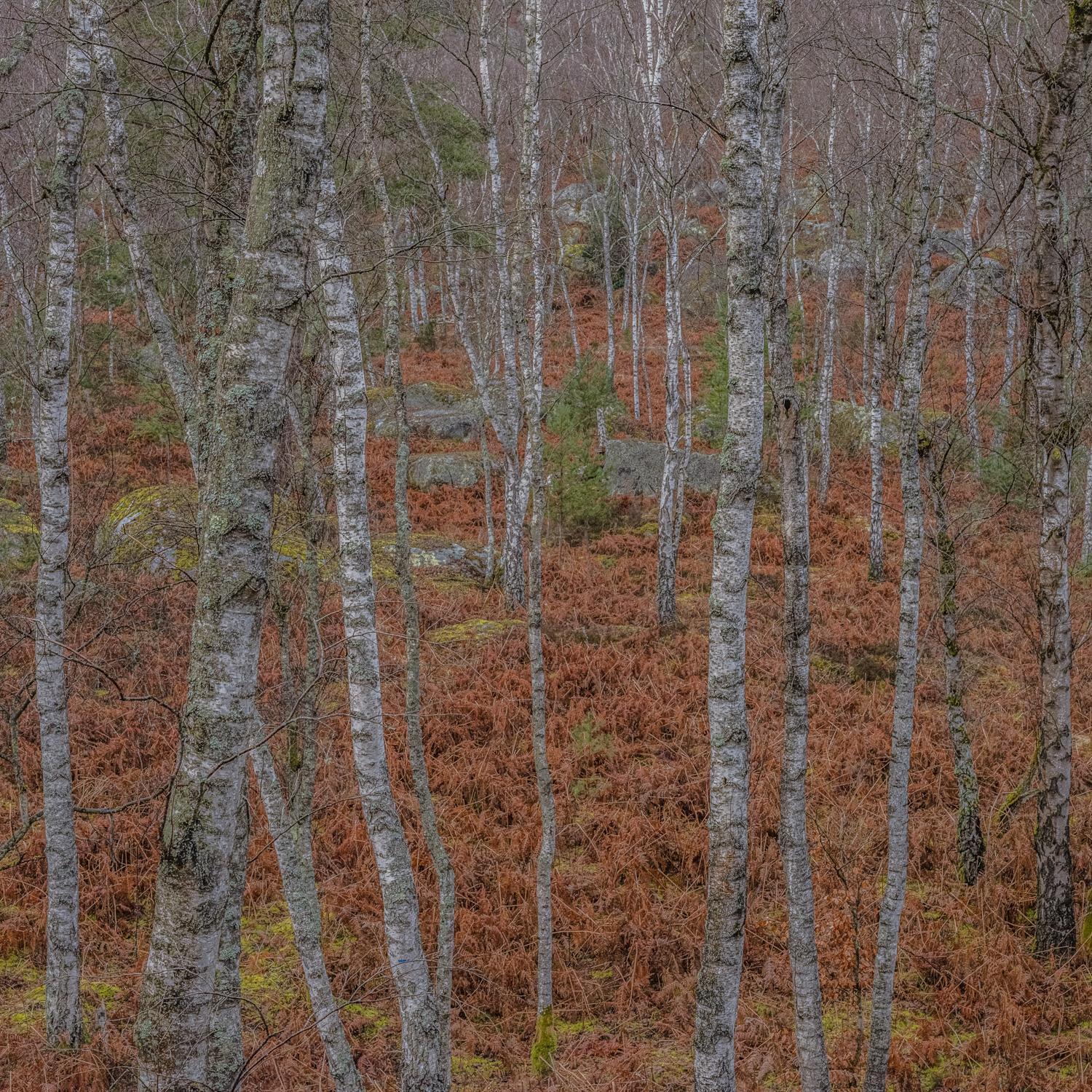 Promontoires du silence Didier Goupy