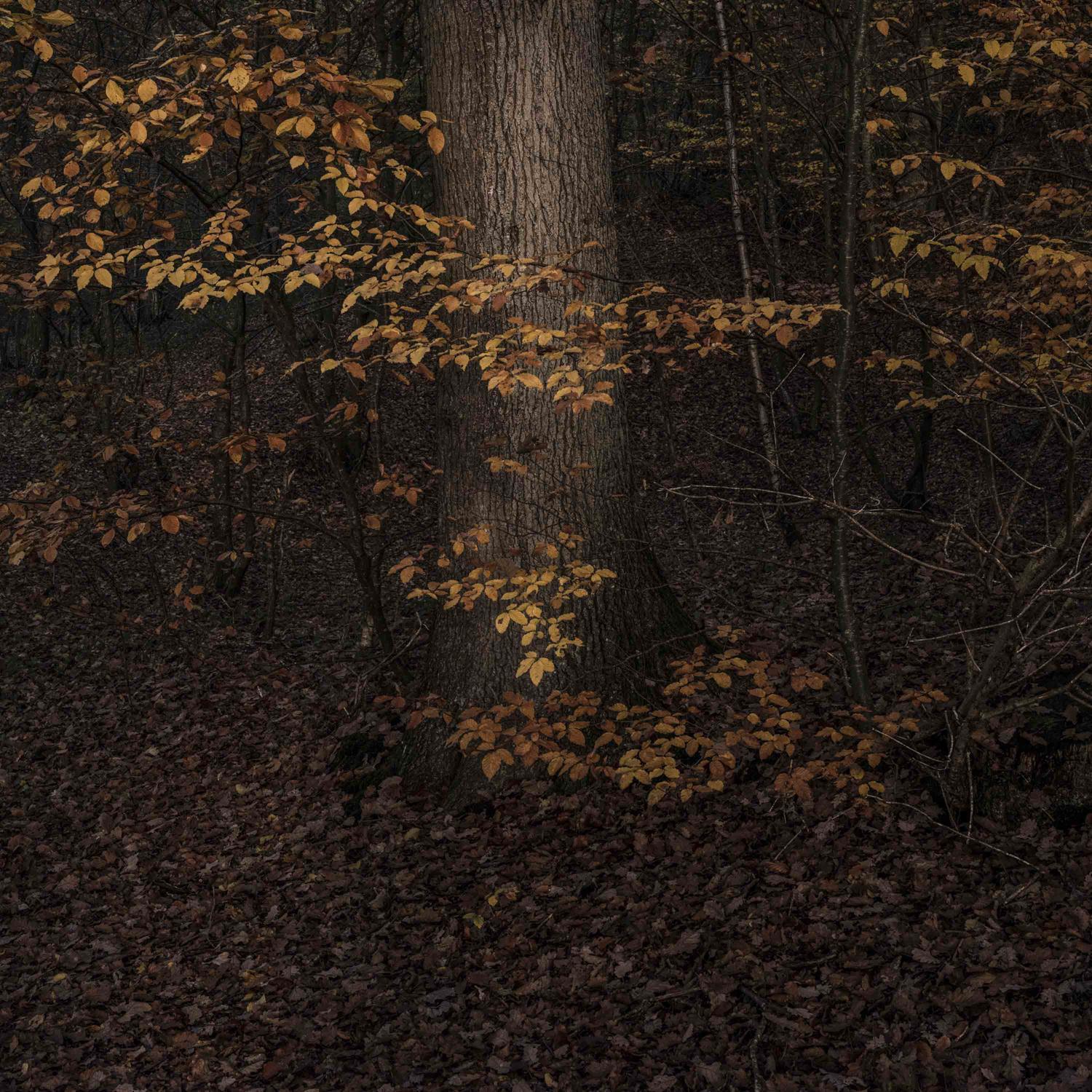 Promontoires du silence Didier Goupy
