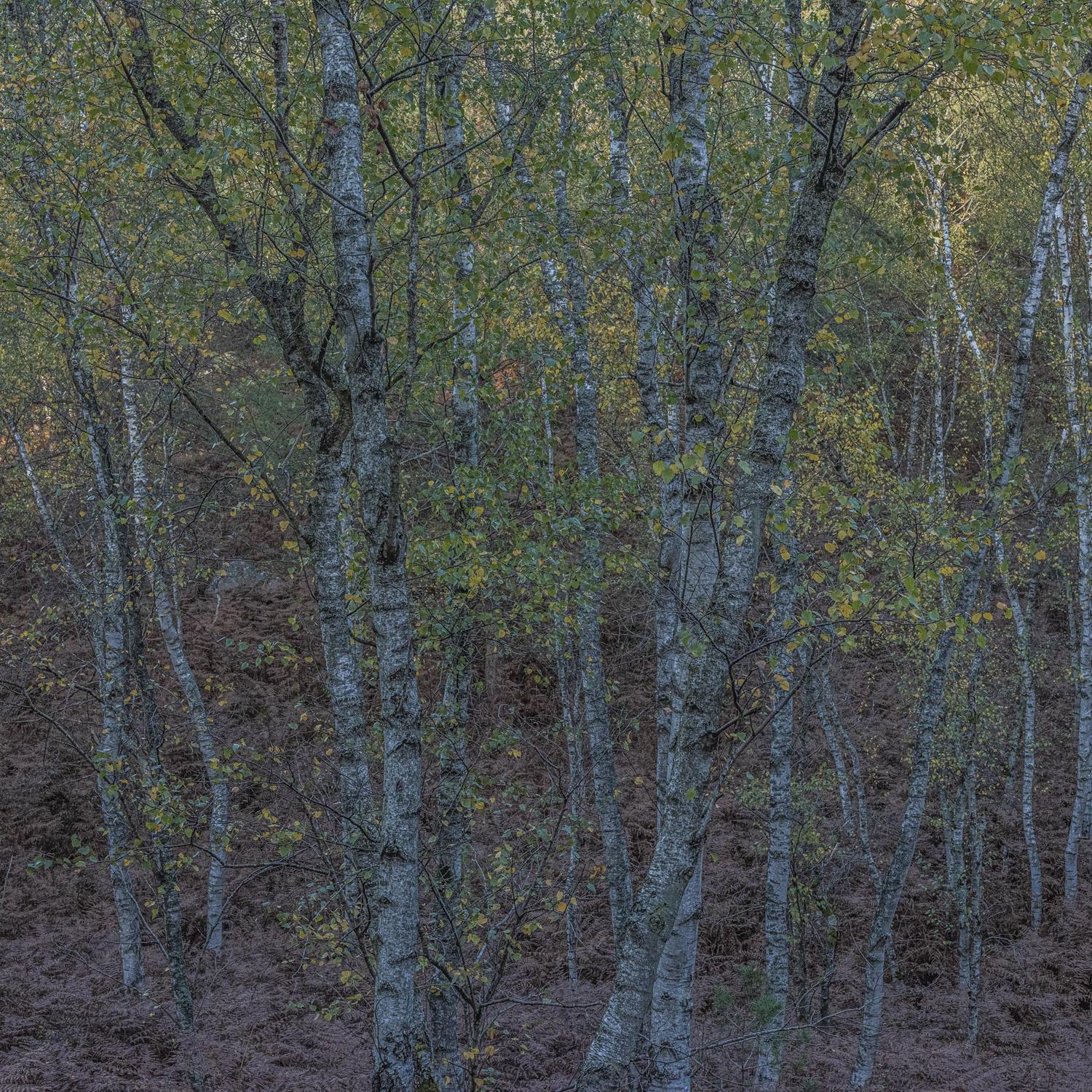 Promontoires du silence Didier Goupy
