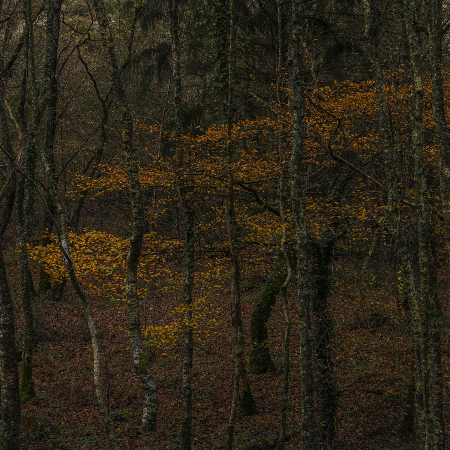 Promontoires du silence Didier Goupy