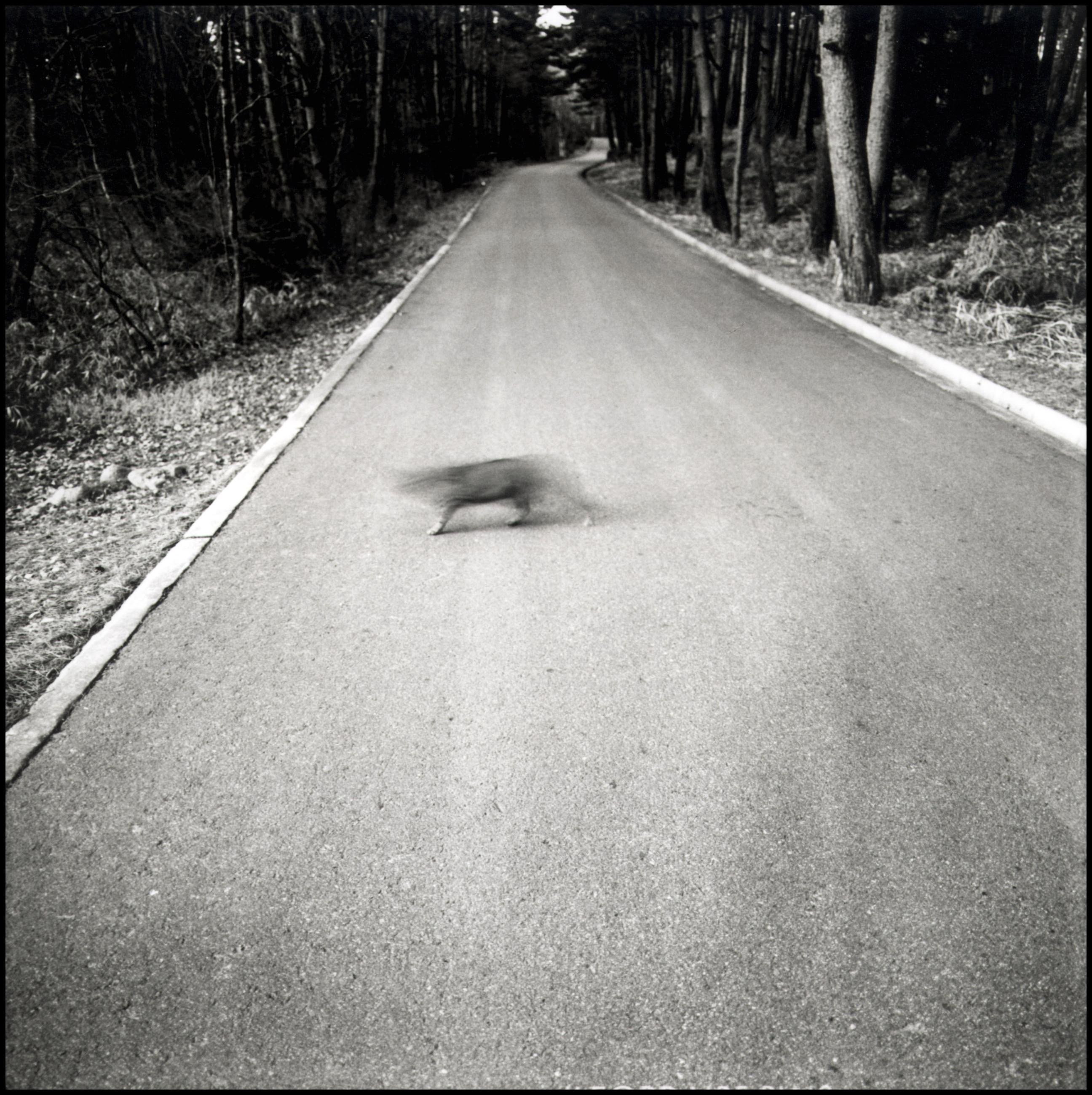 Drôles de zébres Xavier Lambours