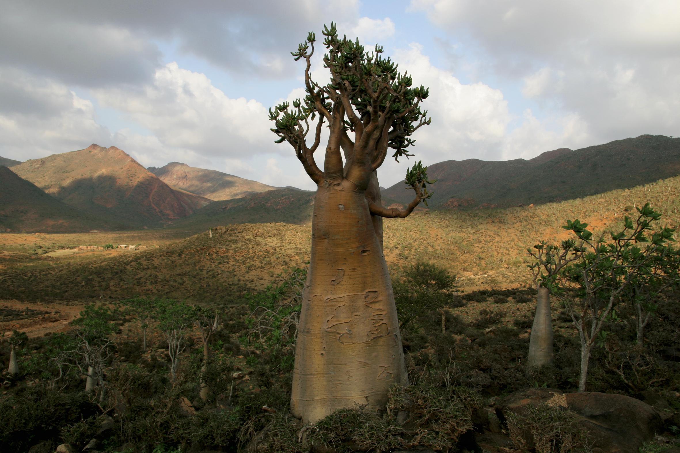 Yémen 2024 2006 Xavier Lambours