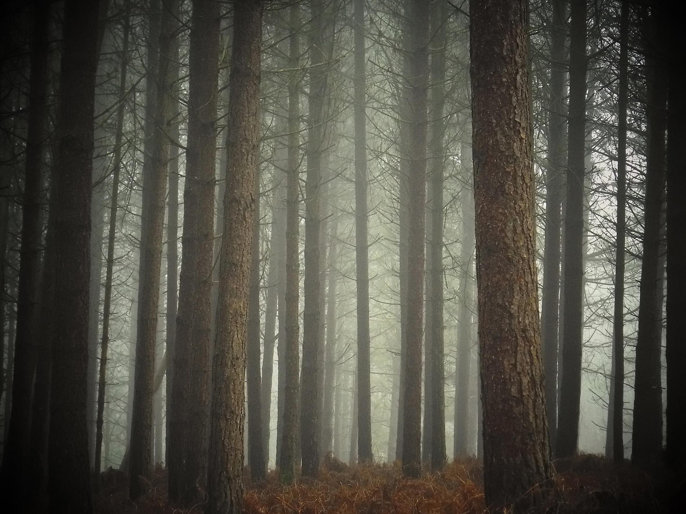 Promenons-nous dans le bois Patrick Bard