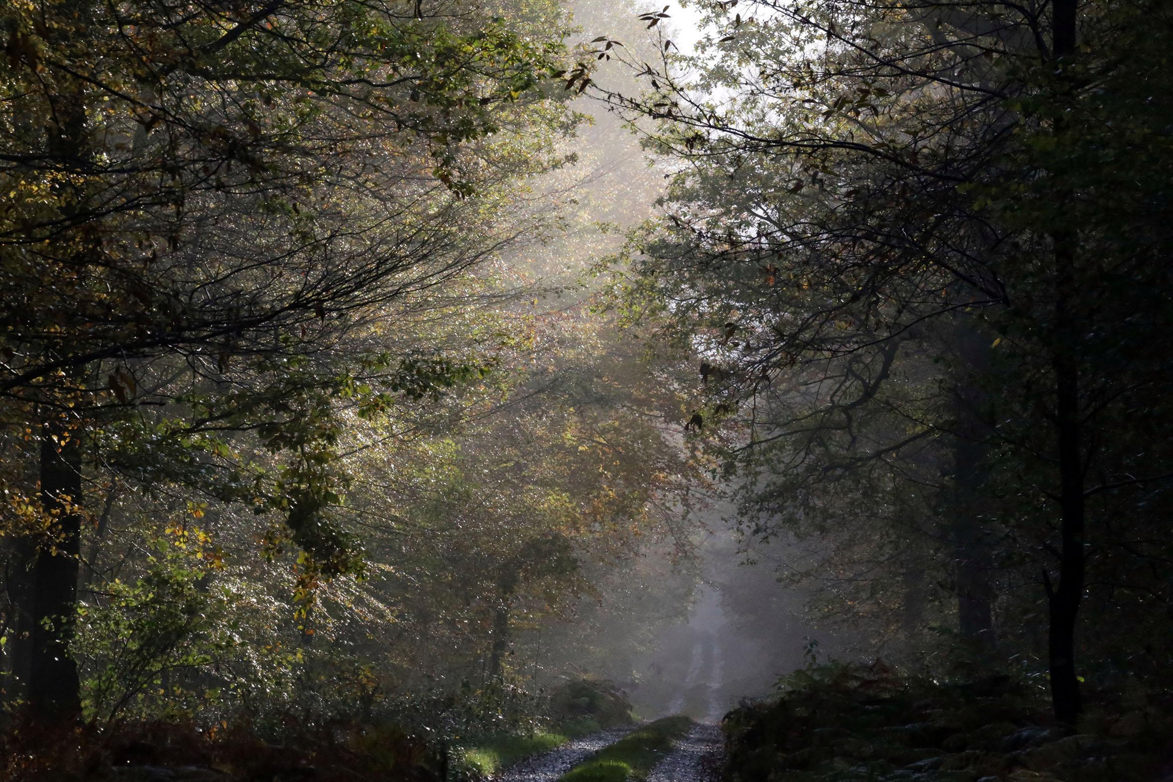 Promenons-nous dans le bois Patrick Bard