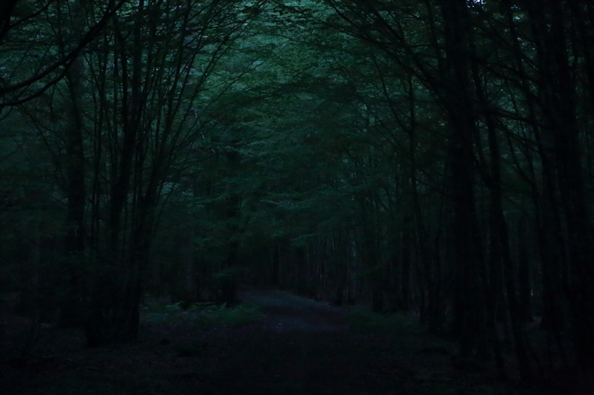 Promenons-nous dans le bois Patrick Bard