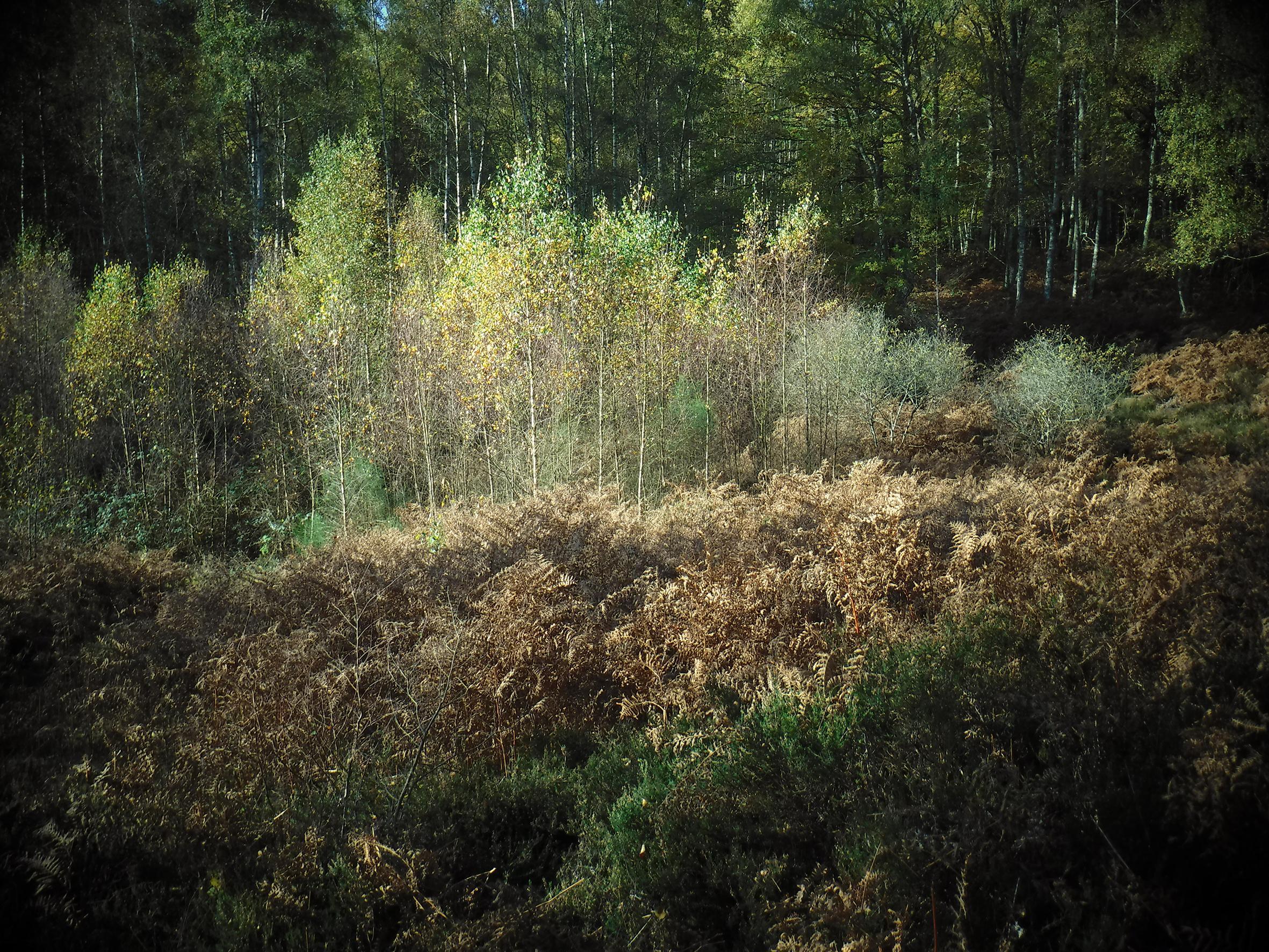 Promenons-nous dans le bois Patrick Bard