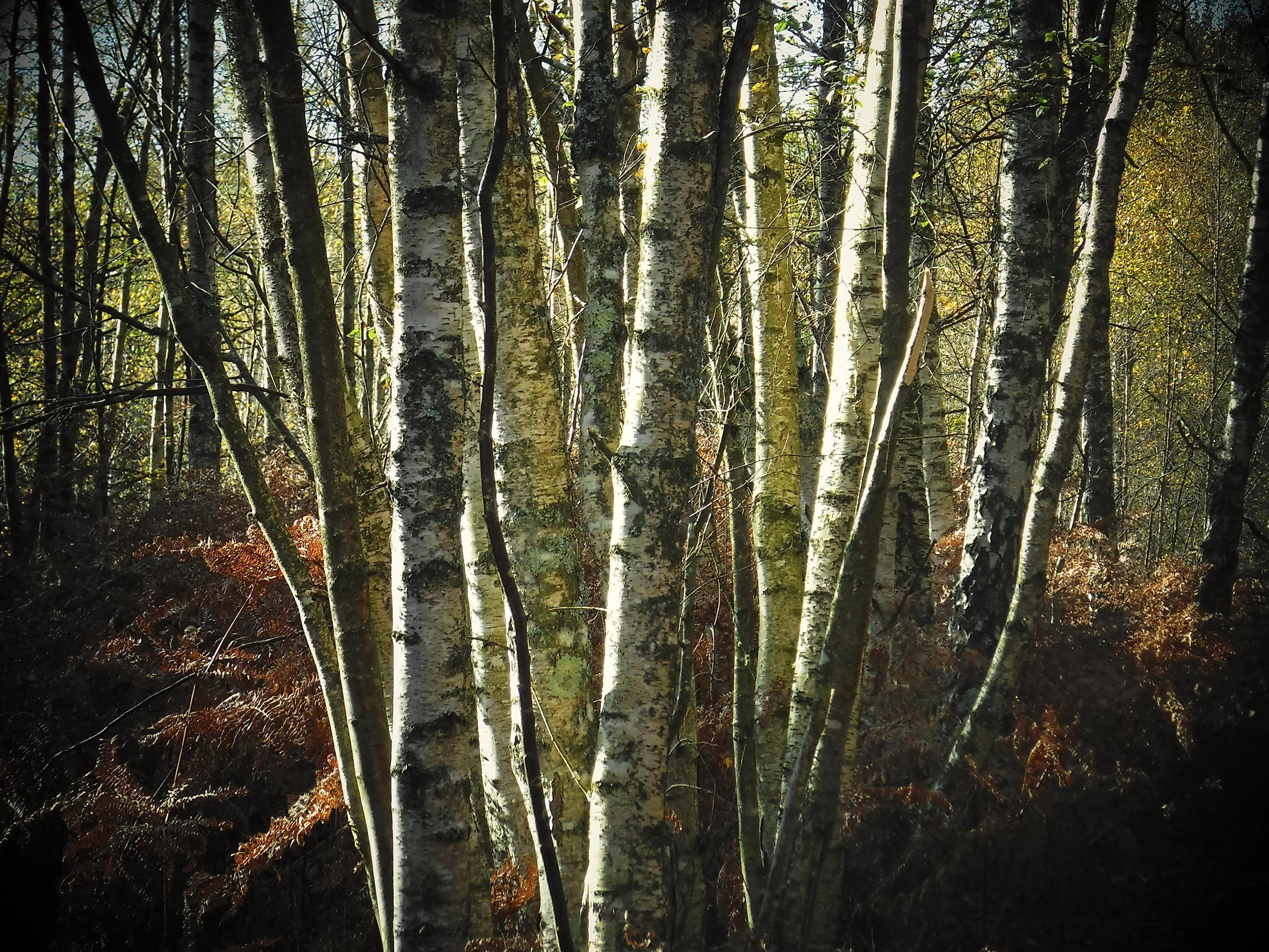 Promenons-nous dans le bois Patrick Bard