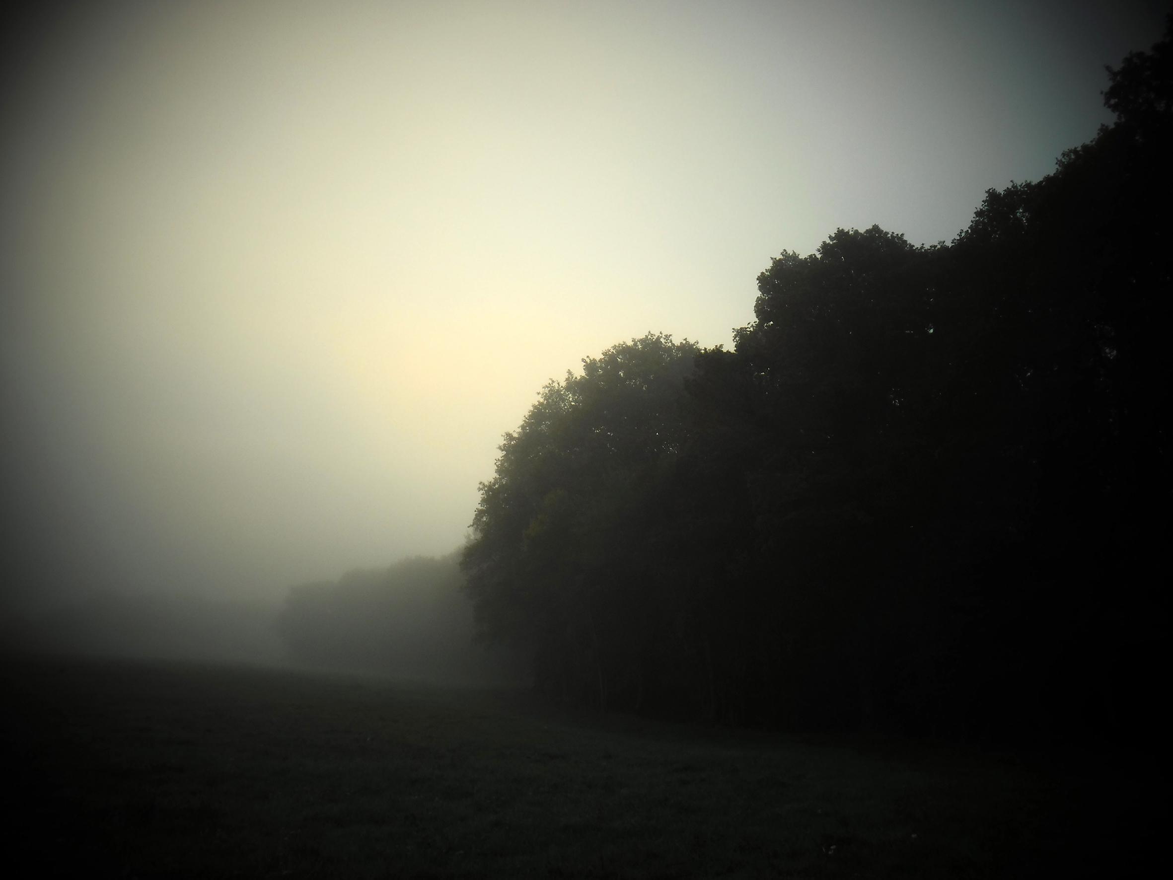 Promenons-nous dans le bois Patrick Bard