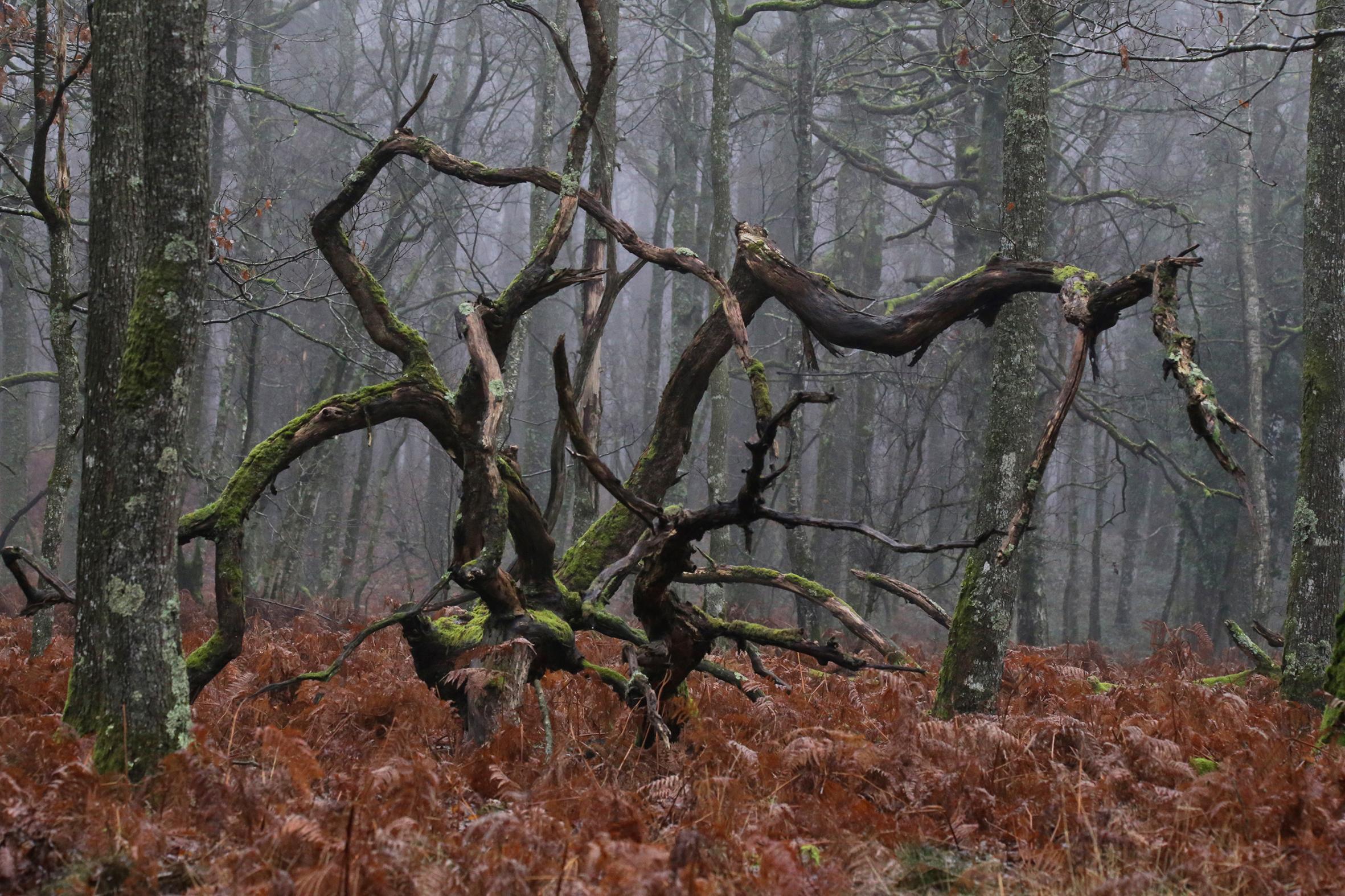 Promenons-nous dans le bois Patrick Bard