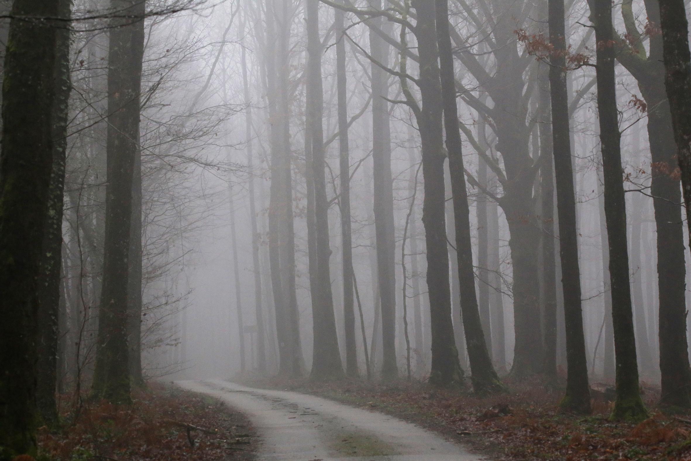 Promenons-nous dans le bois Patrick Bard
