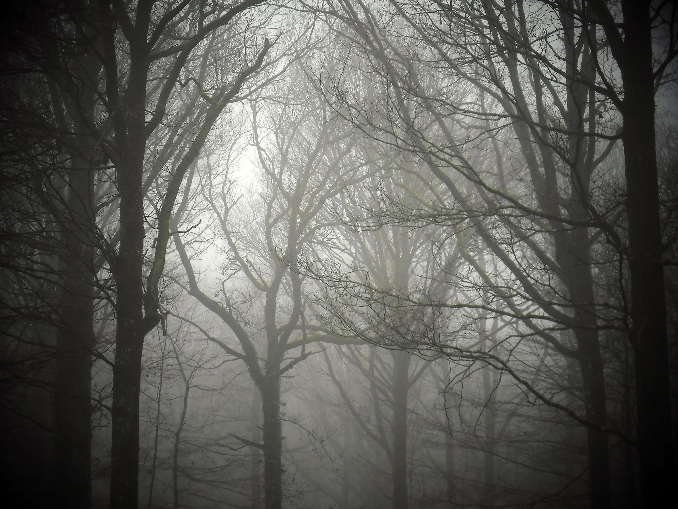 Promenons-nous dans le bois Patrick Bard