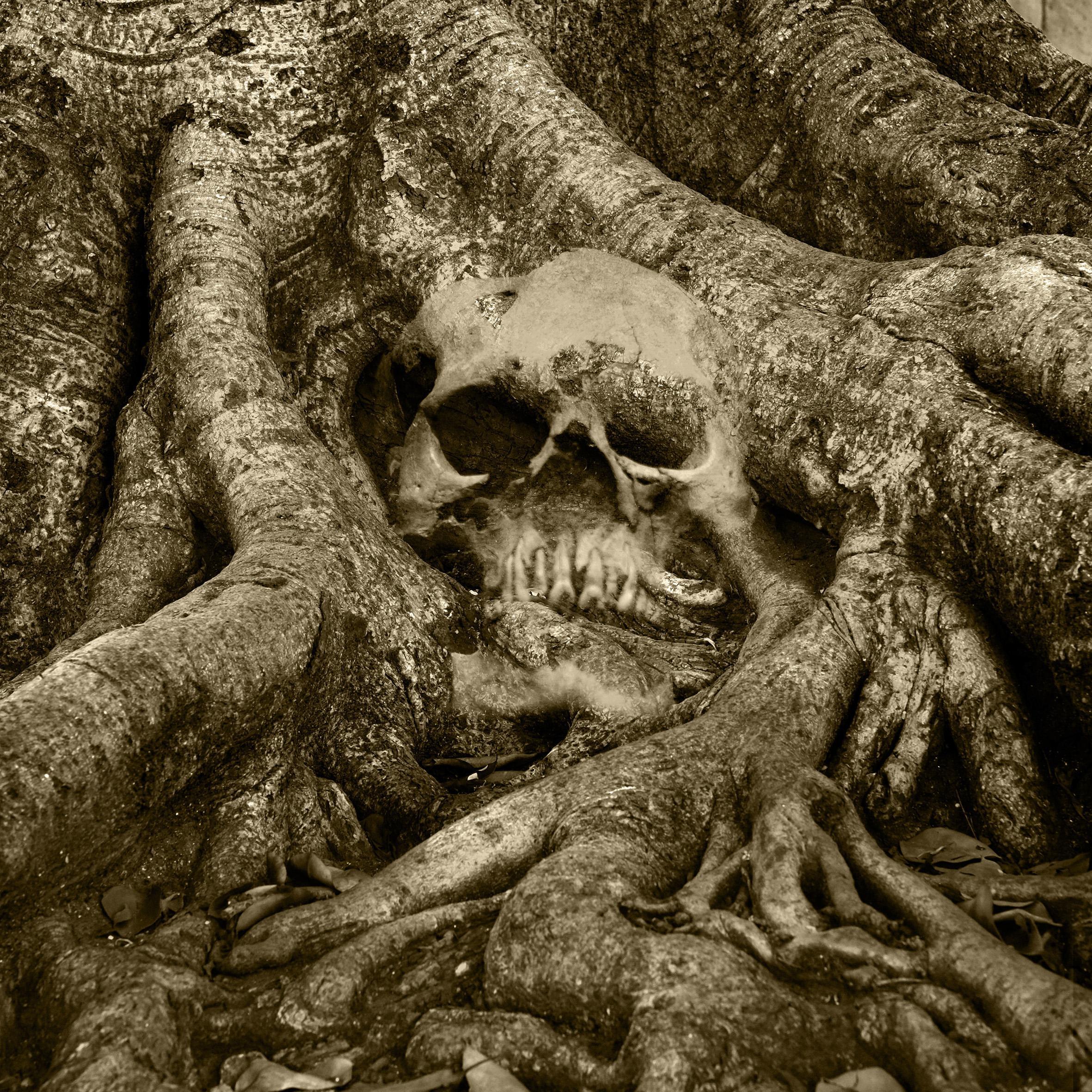 Calaveras Patrick Bard