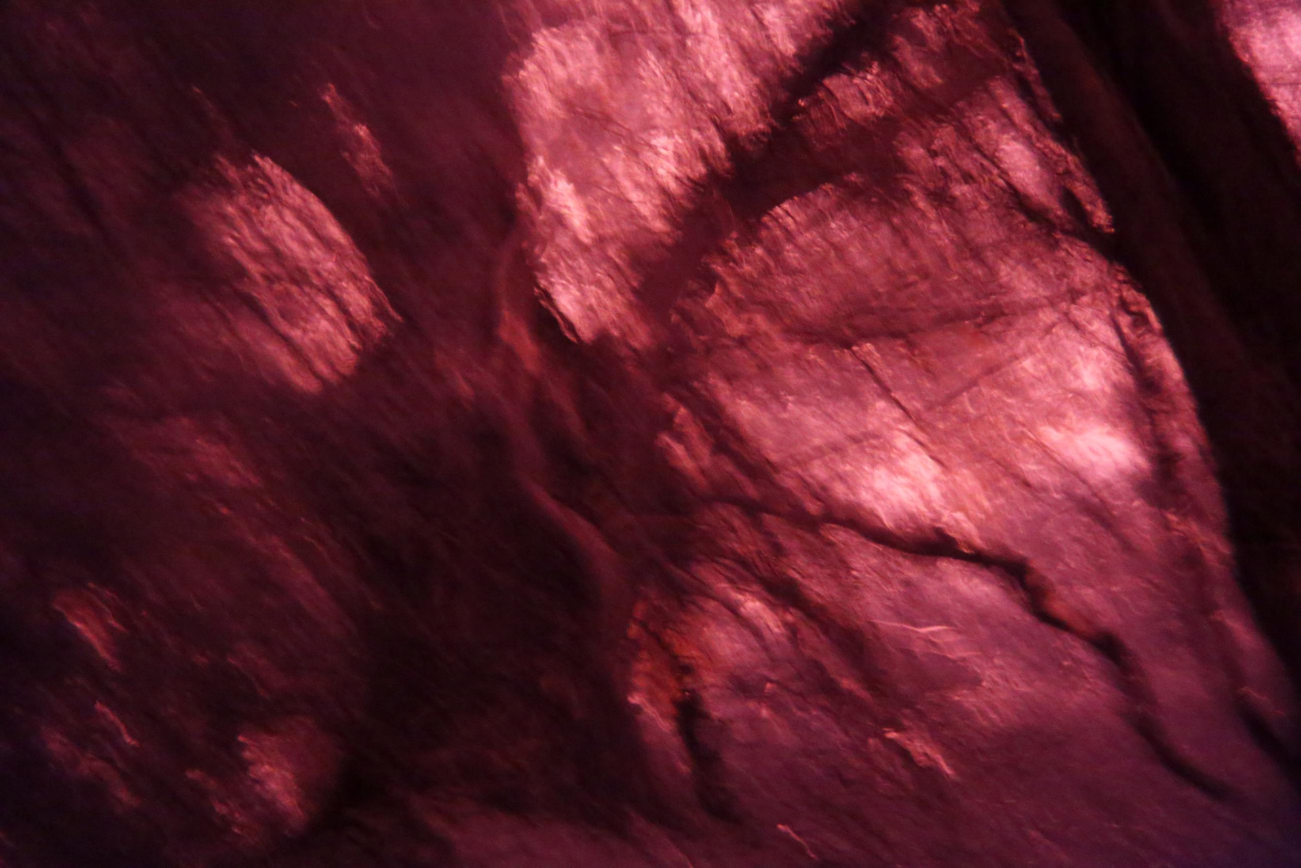 La forêt écarlate Patrick Bard