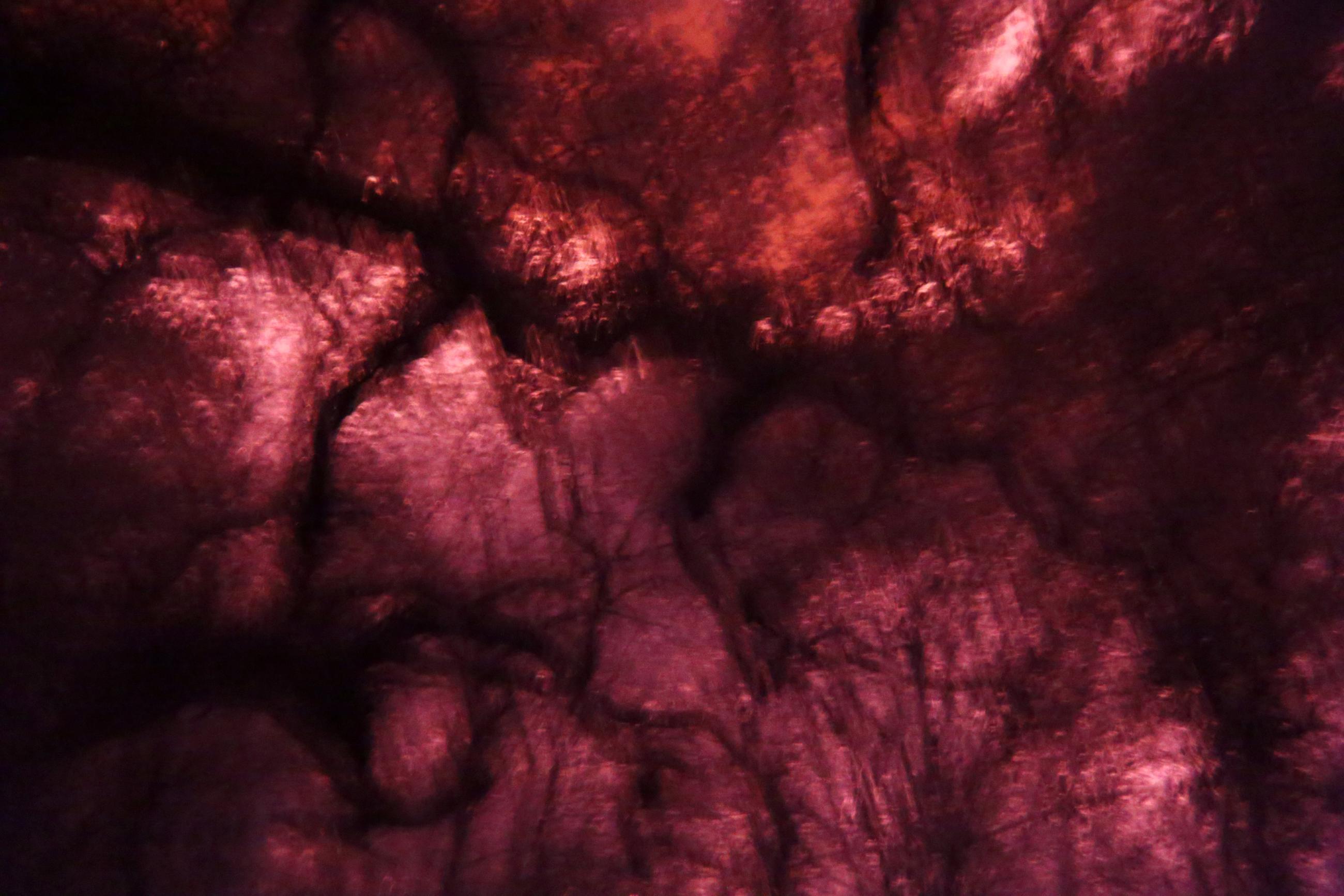 La forêt écarlate Patrick Bard