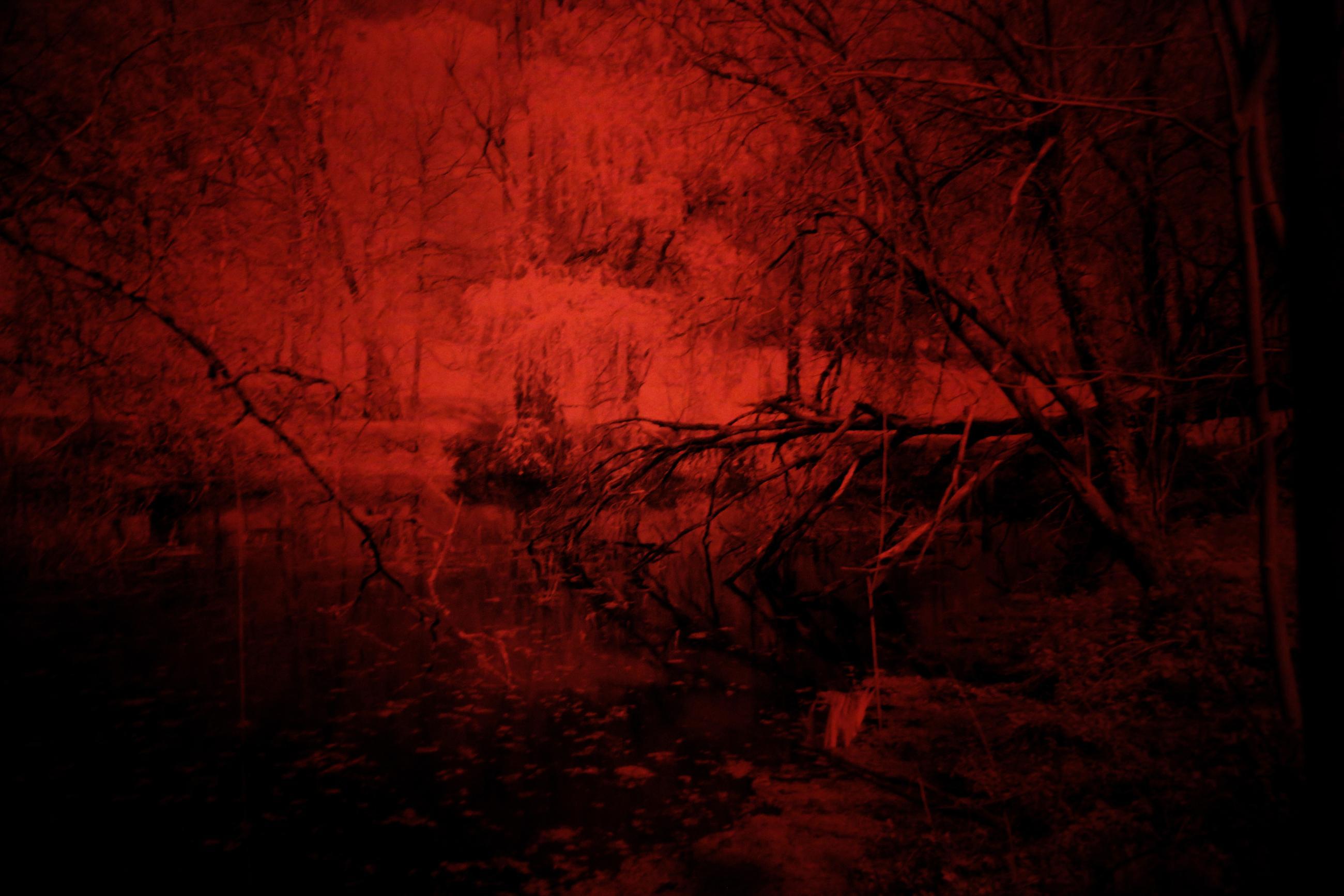 La forêt écarlate Patrick Bard