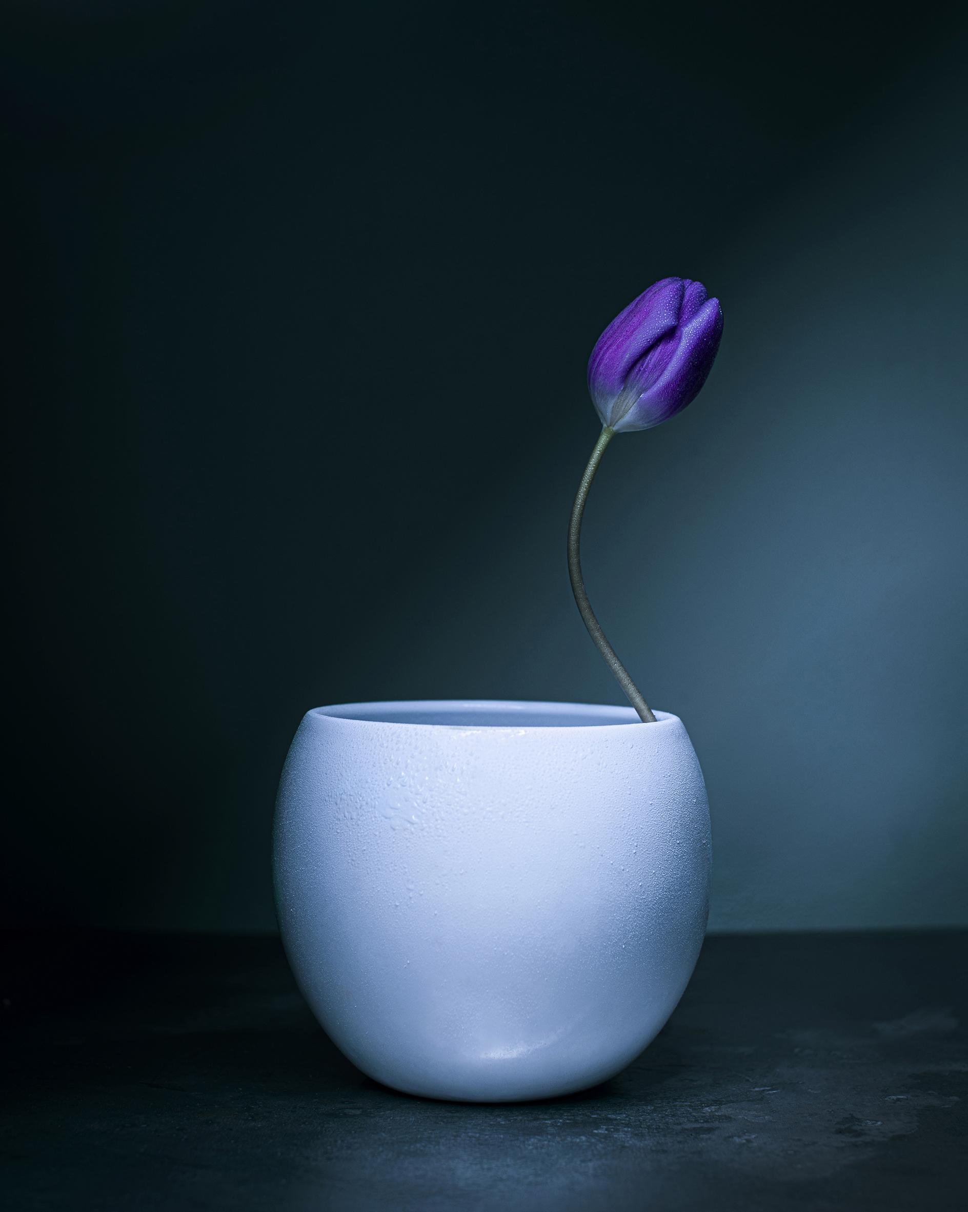 Dancing Tulips Joanna Tarlet Gauteur