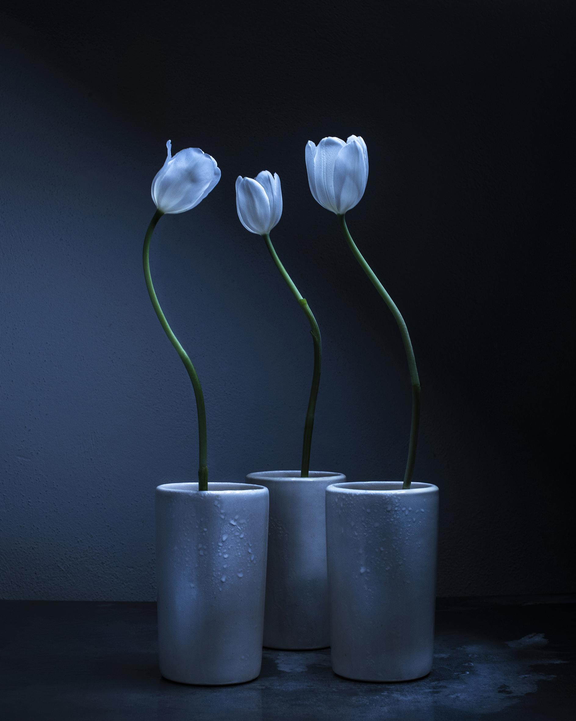 Dancing Tulips Joanna Tarlet Gauteur