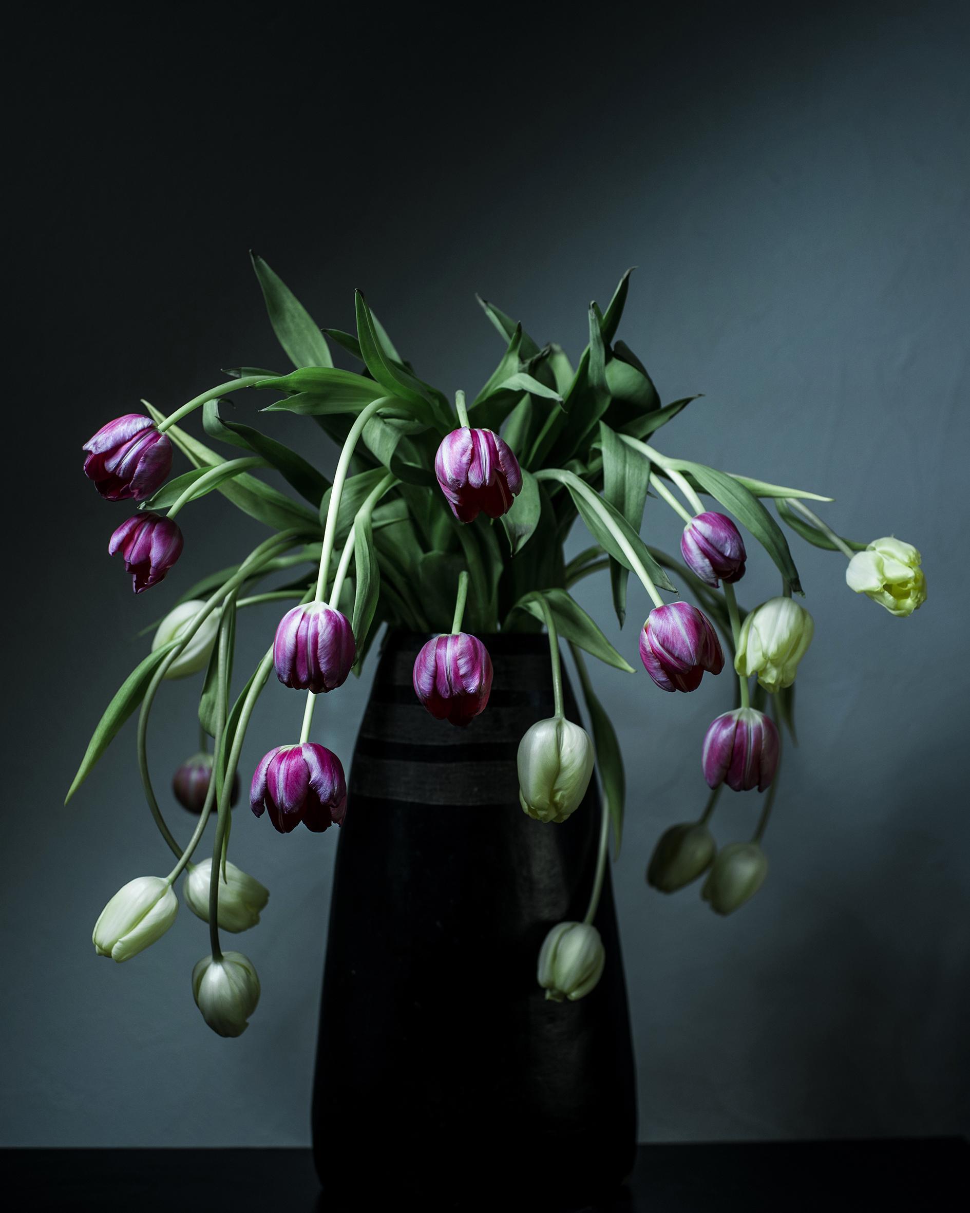 Dancing Tulips Joanna Tarlet Gauteur