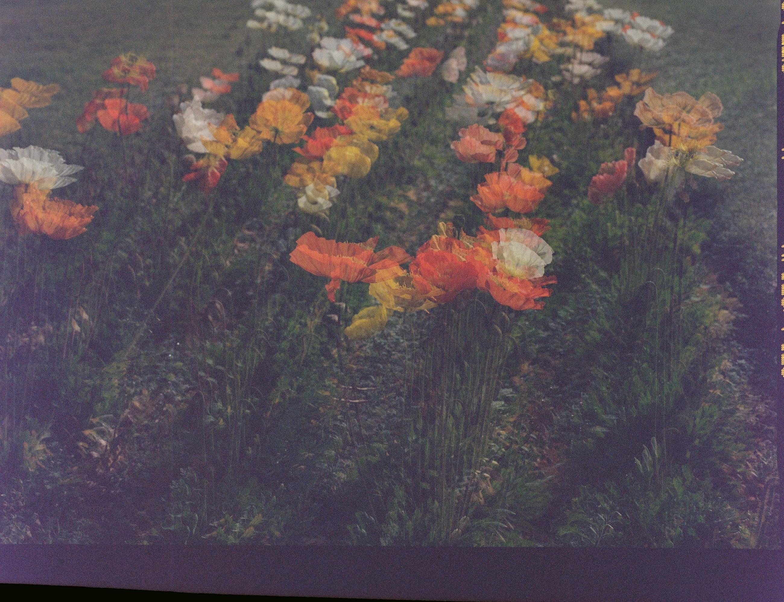 Fleurs et jardins Carole Bellaïche