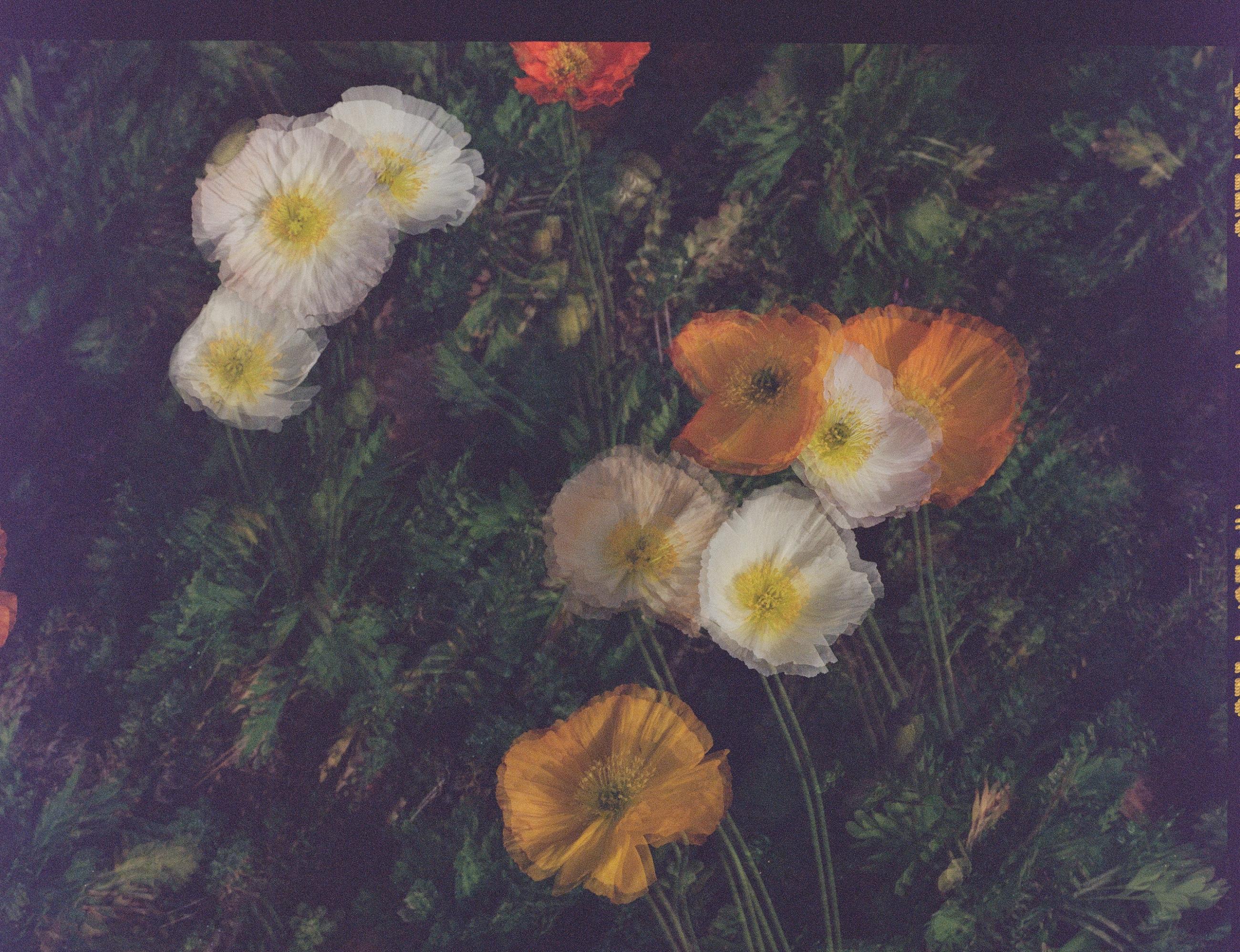 Fleurs et jardins Carole Bellaïche