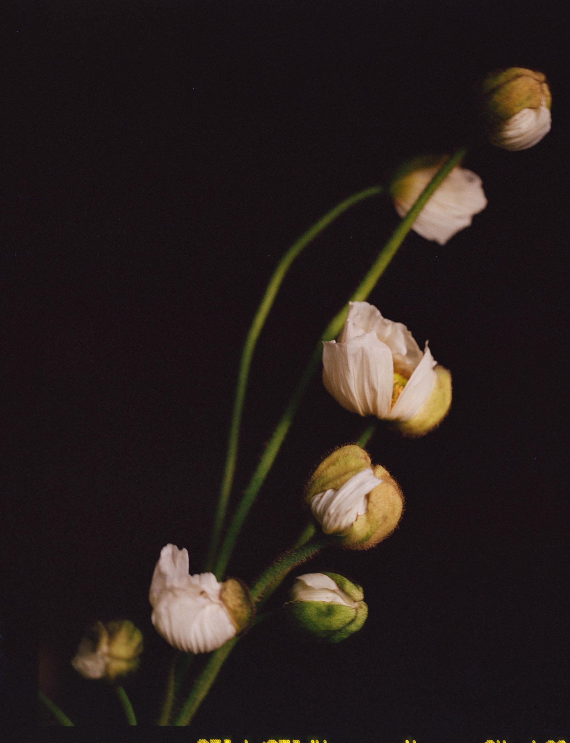Fleurs et jardins Carole Bellaïche