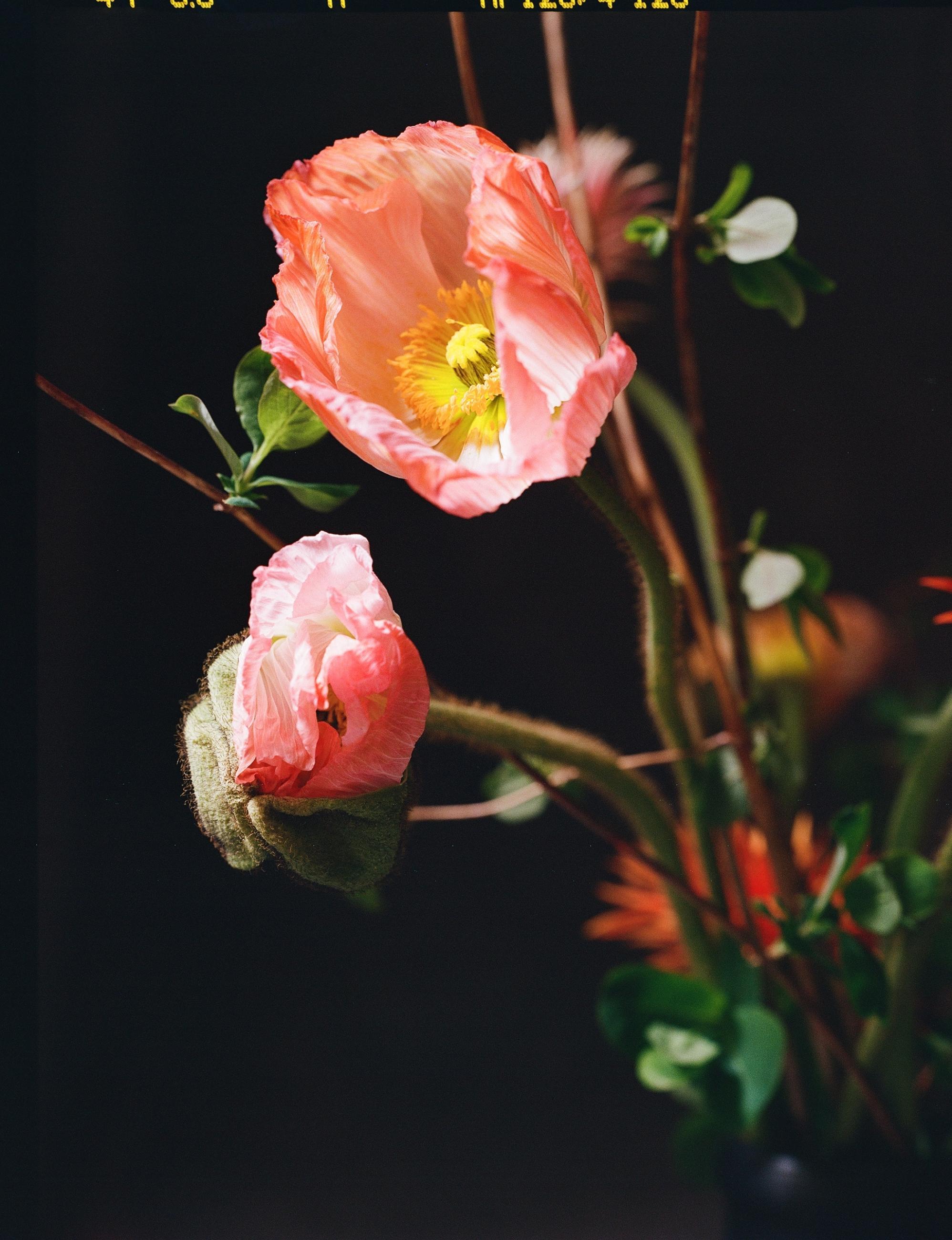 Fleurs et jardins Carole Bellaïche