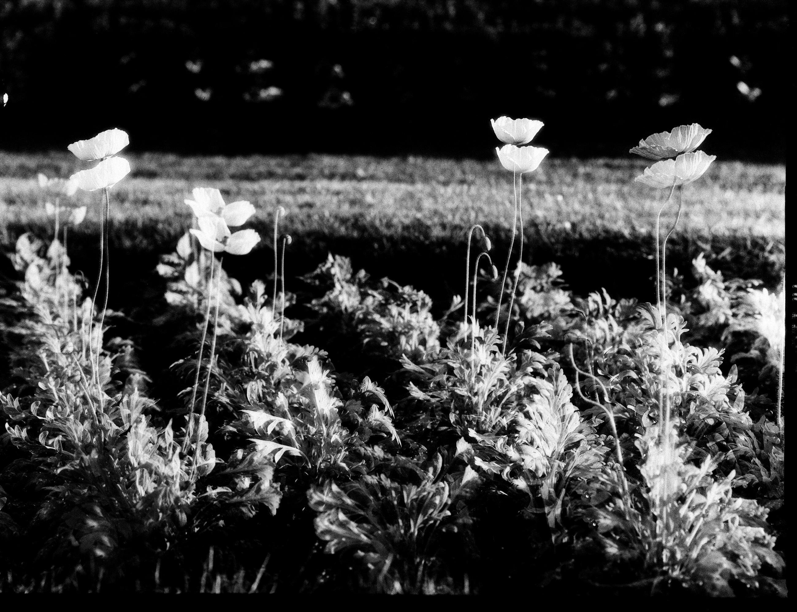 Fleurs et jardins Carole Bellaïche