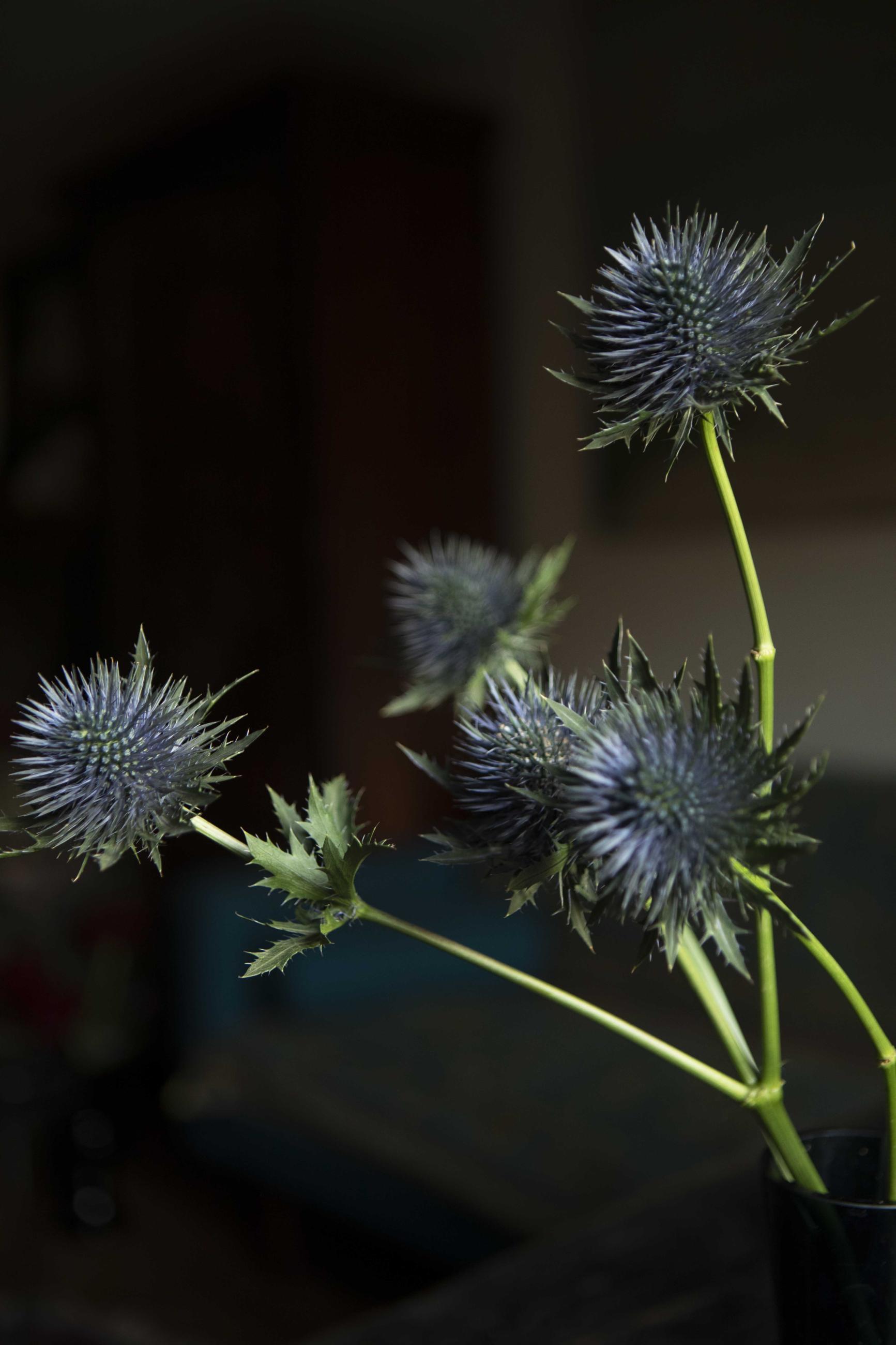Fleurs et jardins Carole Bellaïche